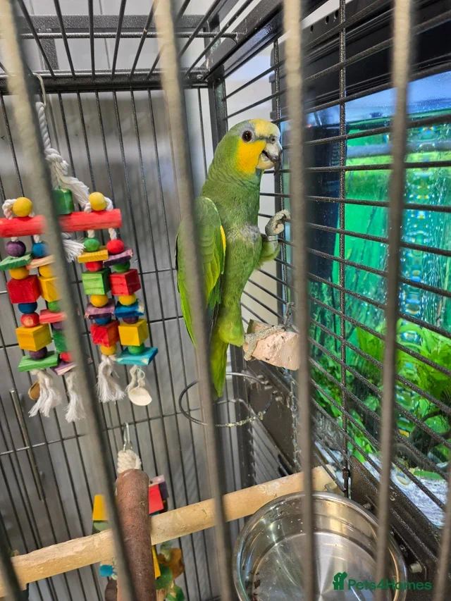 Amazon parrot for sale image 1