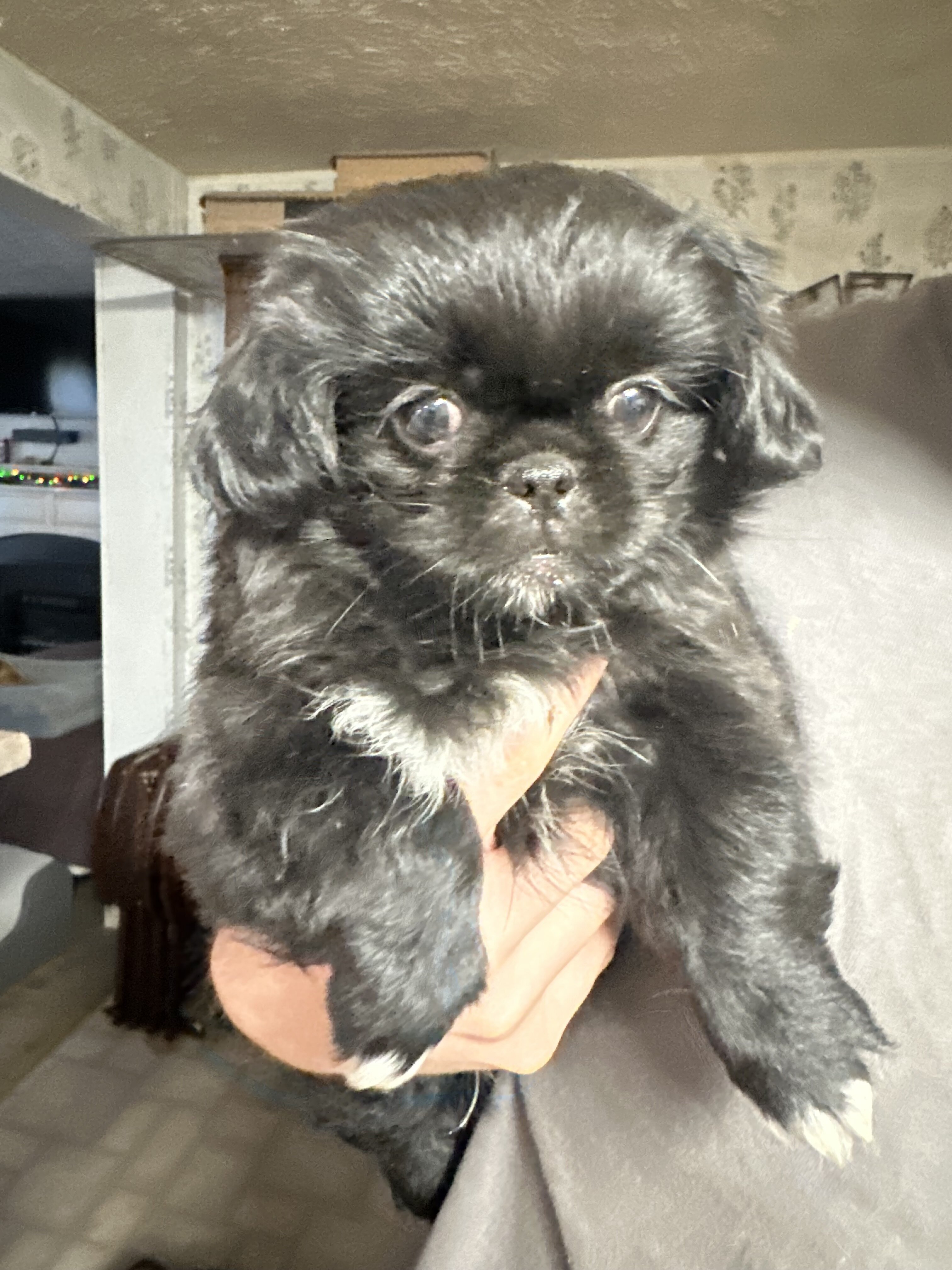 CKC Pekingese Puppies image 4