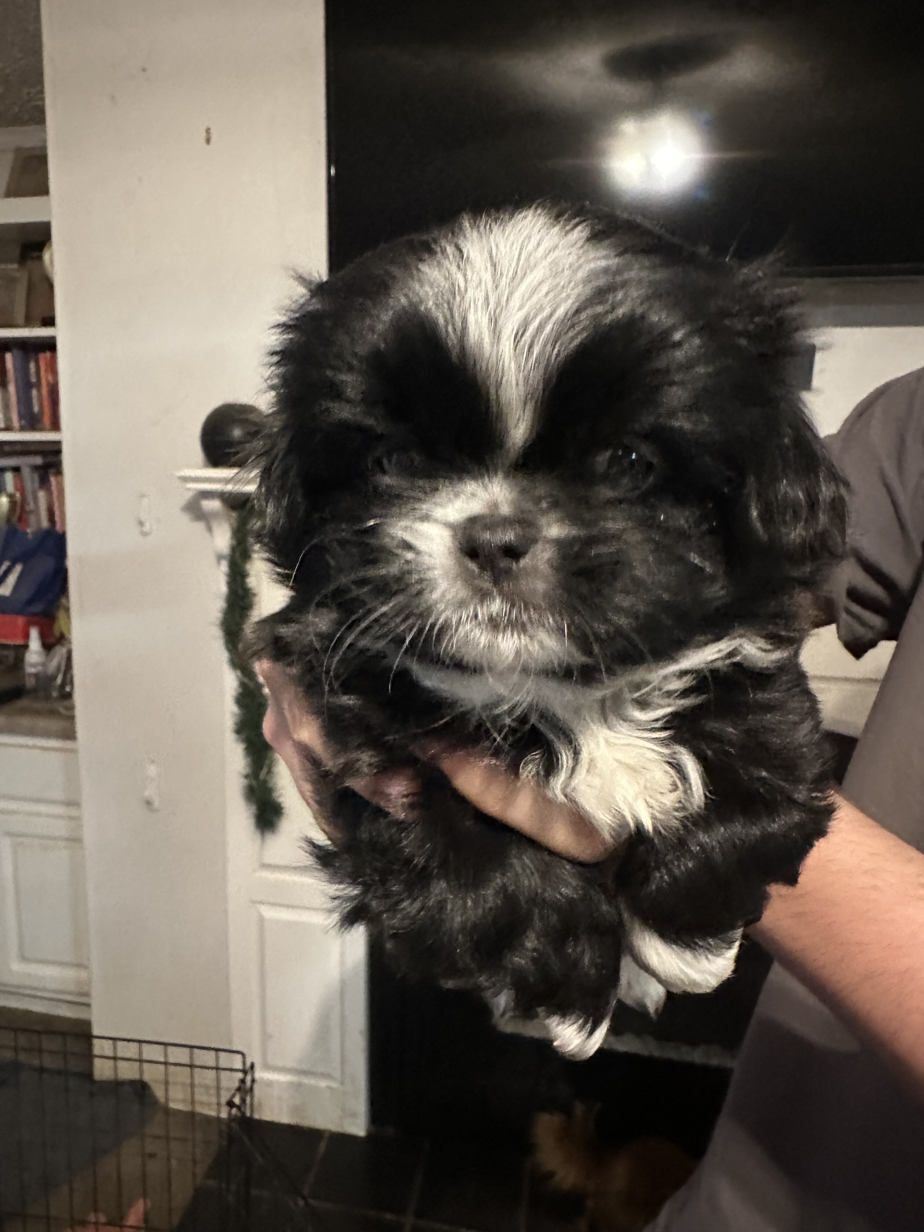 CKC Pekingese Puppies image 3