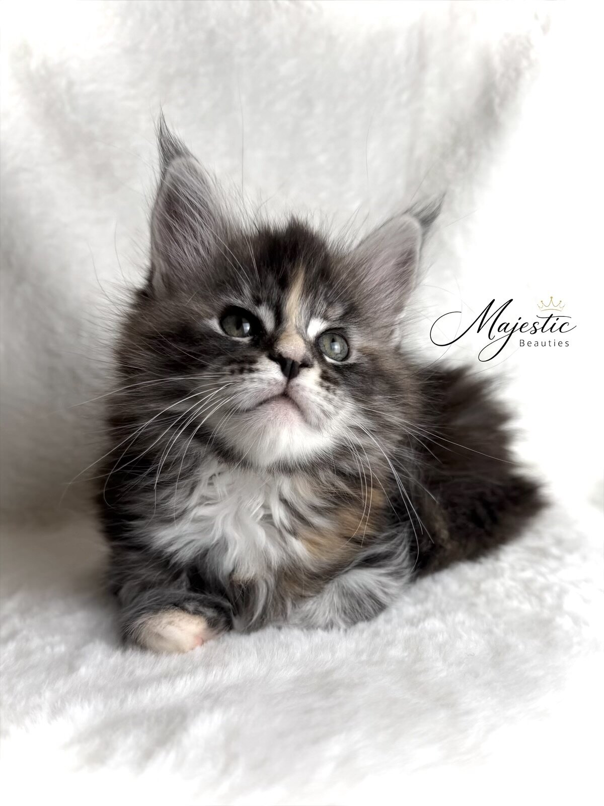 Maine Coon Kittens image 7