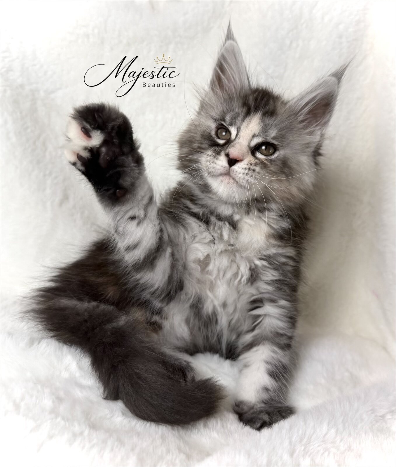Maine Coon Kittens image 6