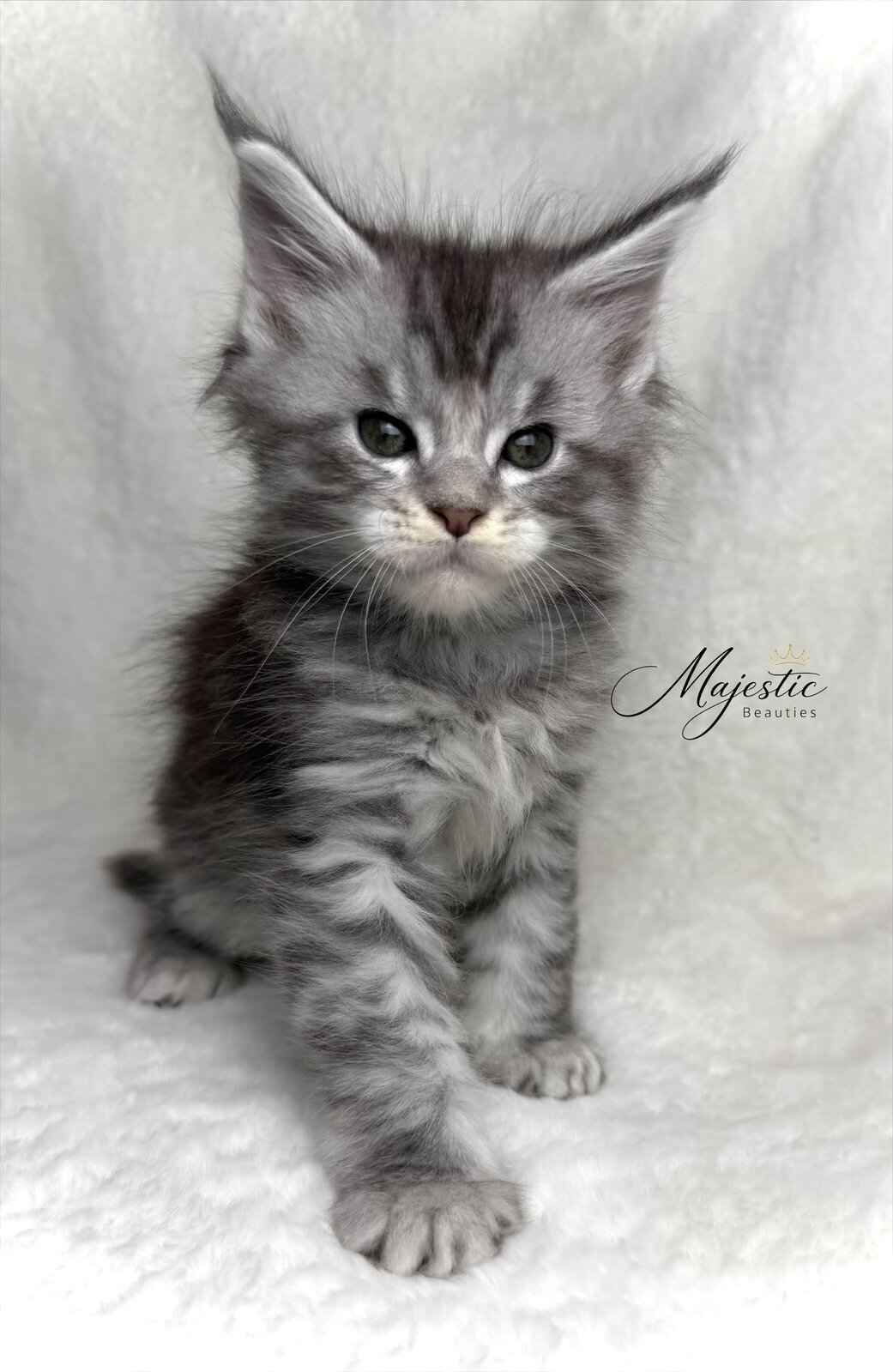 Maine Coon Kittens image 5