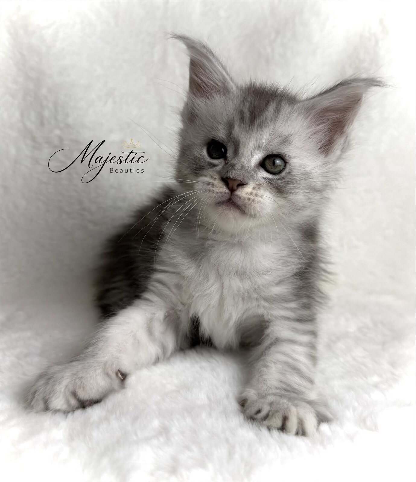Maine Coon Kittens image 4
