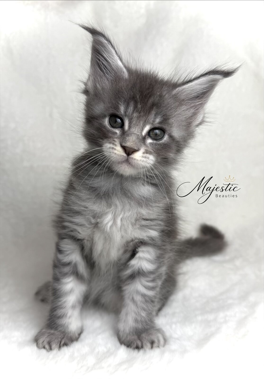 Maine Coon Kittens image 3