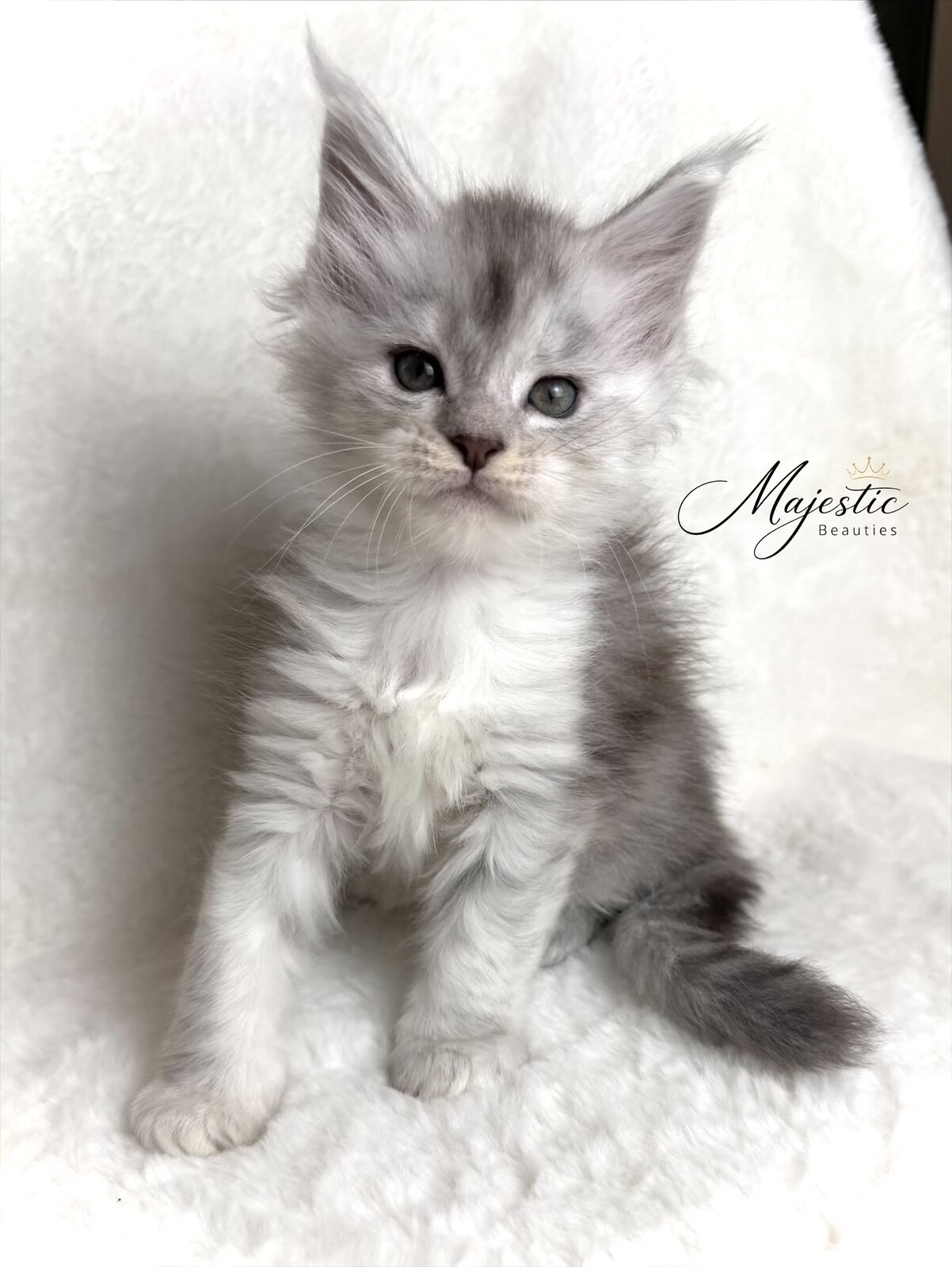 Maine Coon Kittens image 2