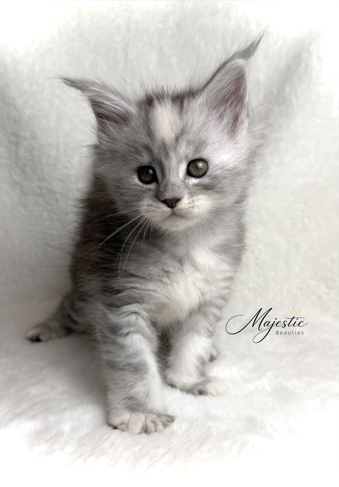 Maine Coon Kittens image 1