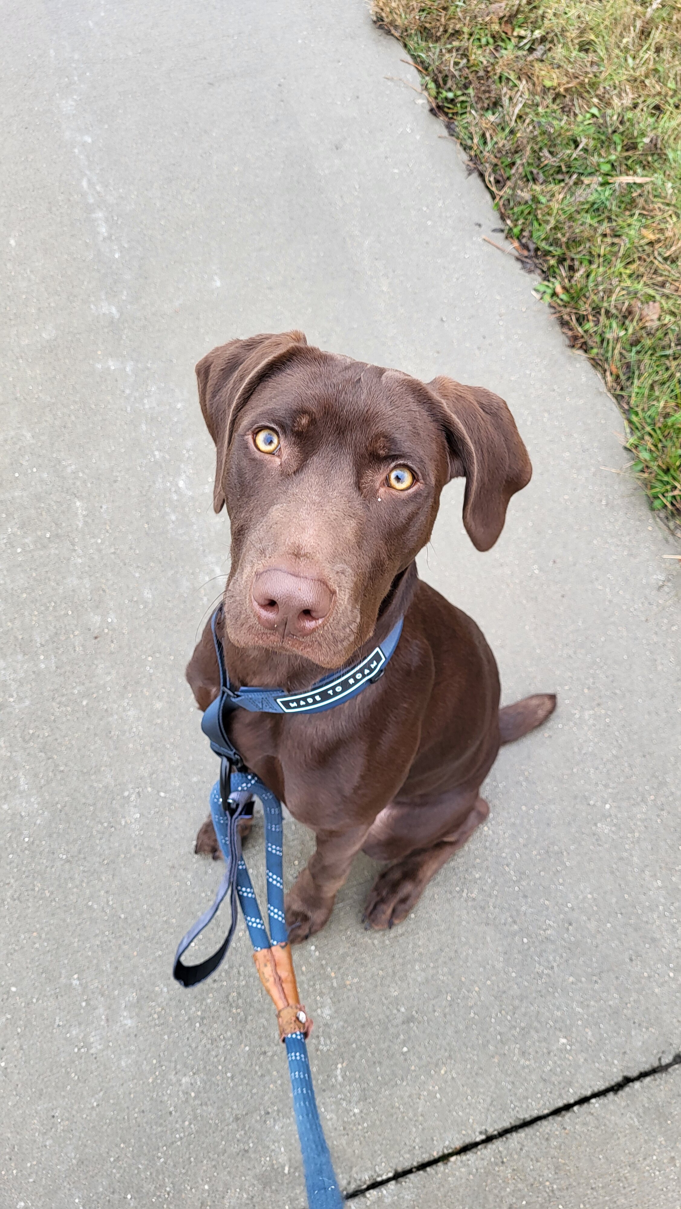 Dog image 1