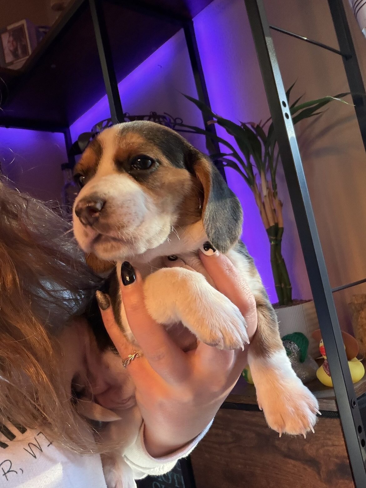 Beagle puppy image 1