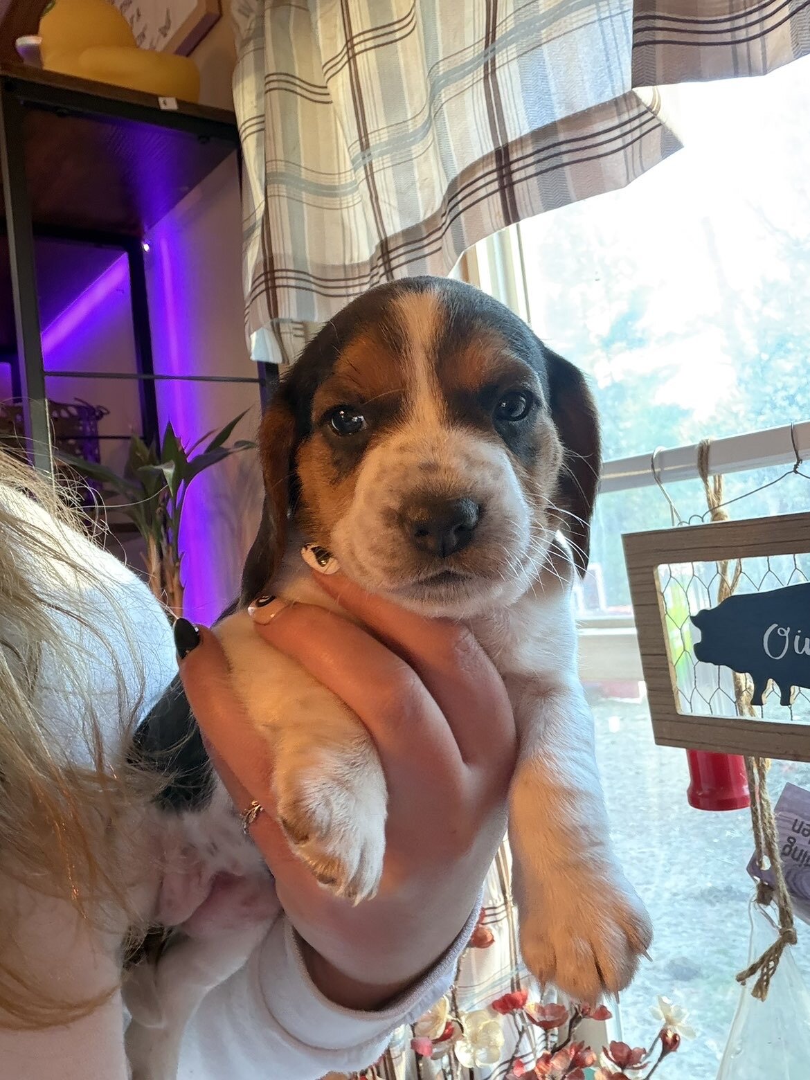 Beagle puppy image 2