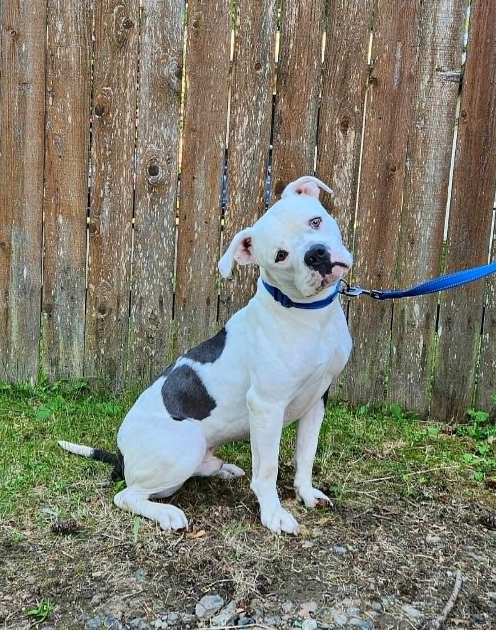 Beautiful Young American Bulldog image 2
