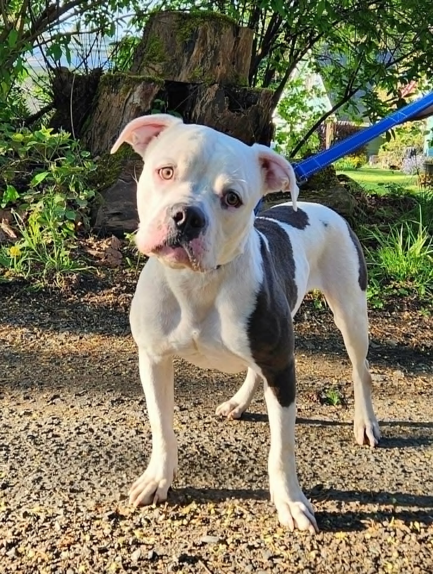 Beautiful Young American Bulldog image 1