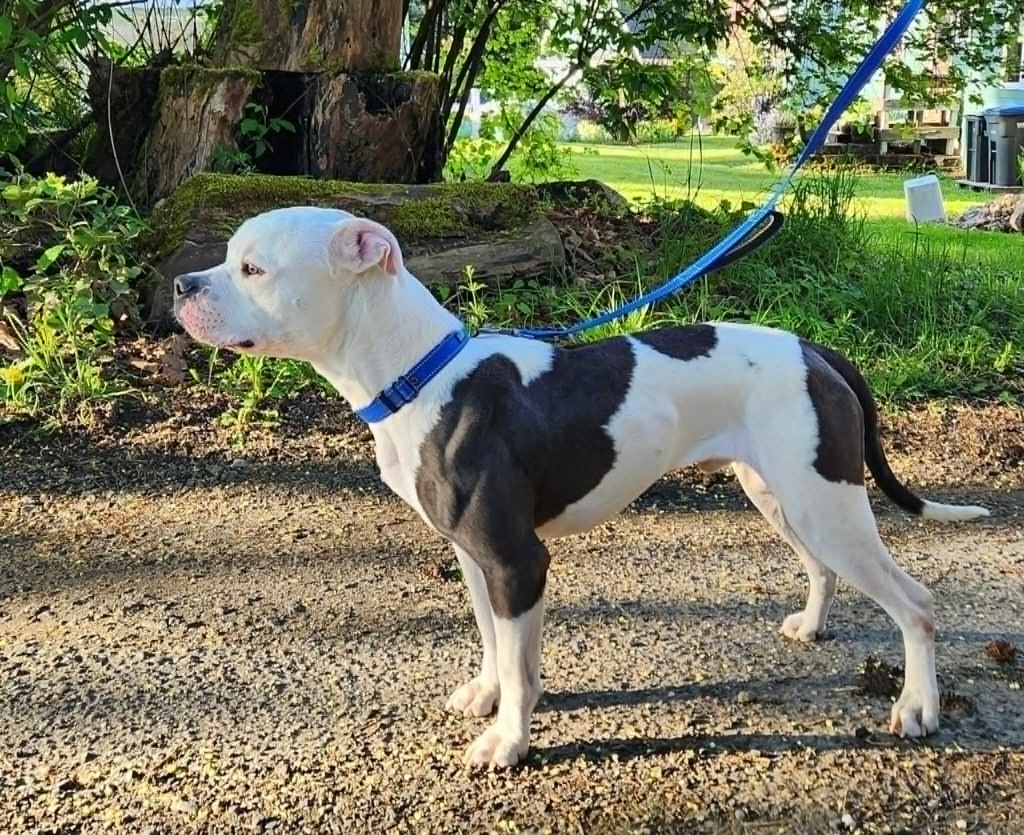Beautiful Young American Bulldog image 3