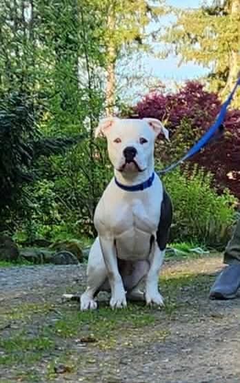 Beautiful Young American Bulldog image 4