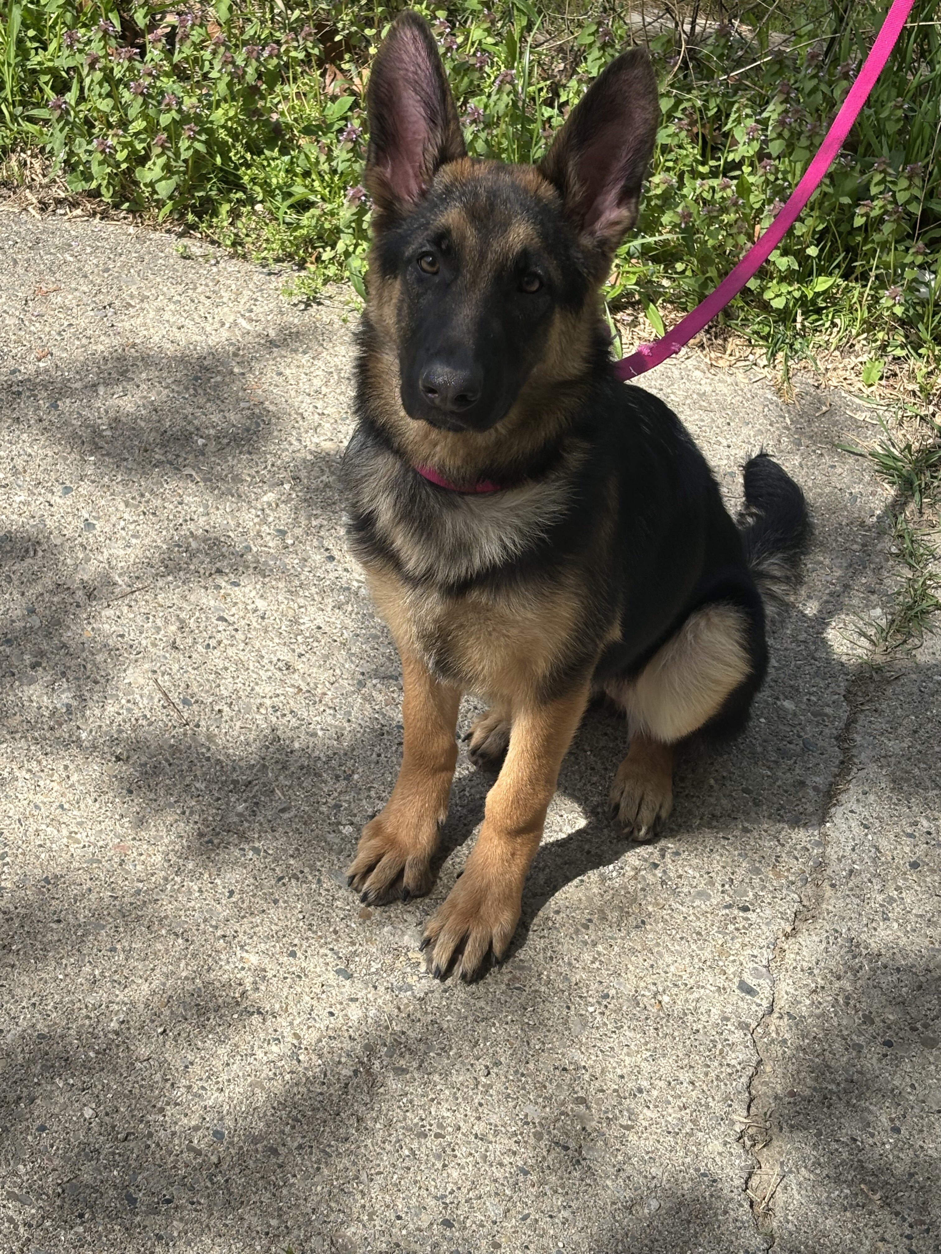 German shepherd teen girl image 4