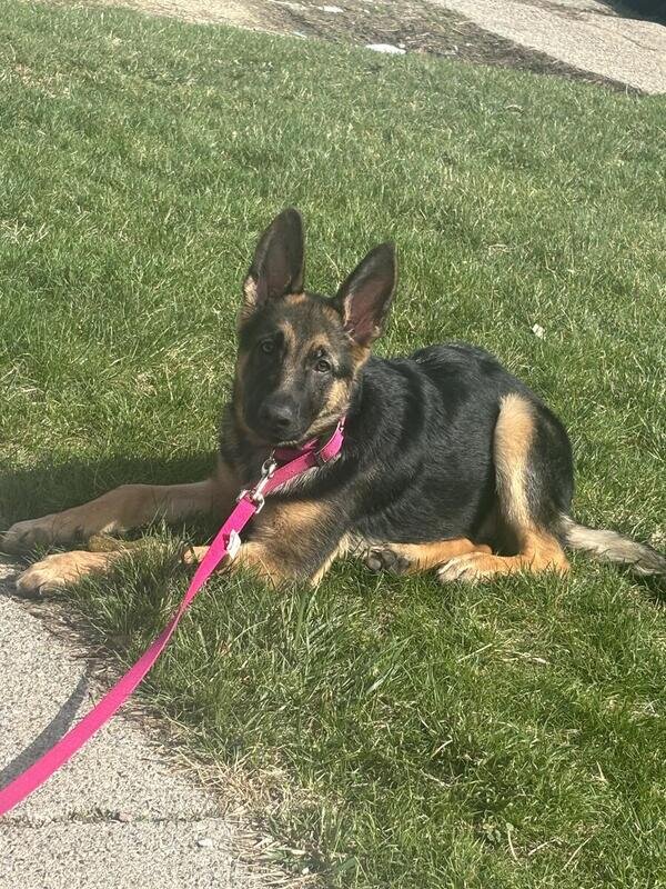 German shepherd teen girl image 3