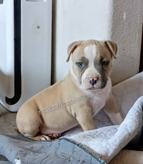 Pocket BullyText my phone to inquire. 907-378-6936 image 1