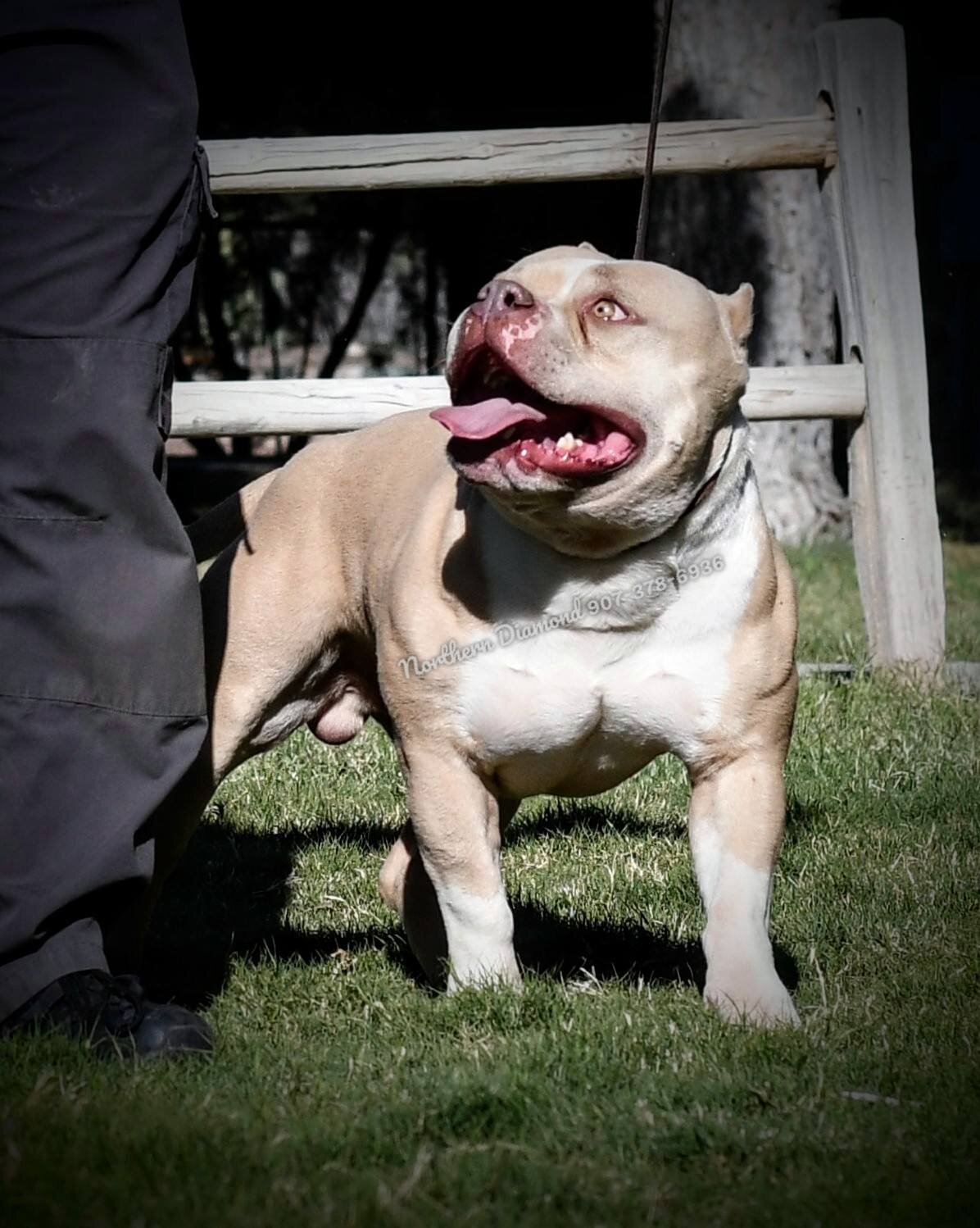Pocket BullyText my phone to inquire. 907-378-6936 image 2