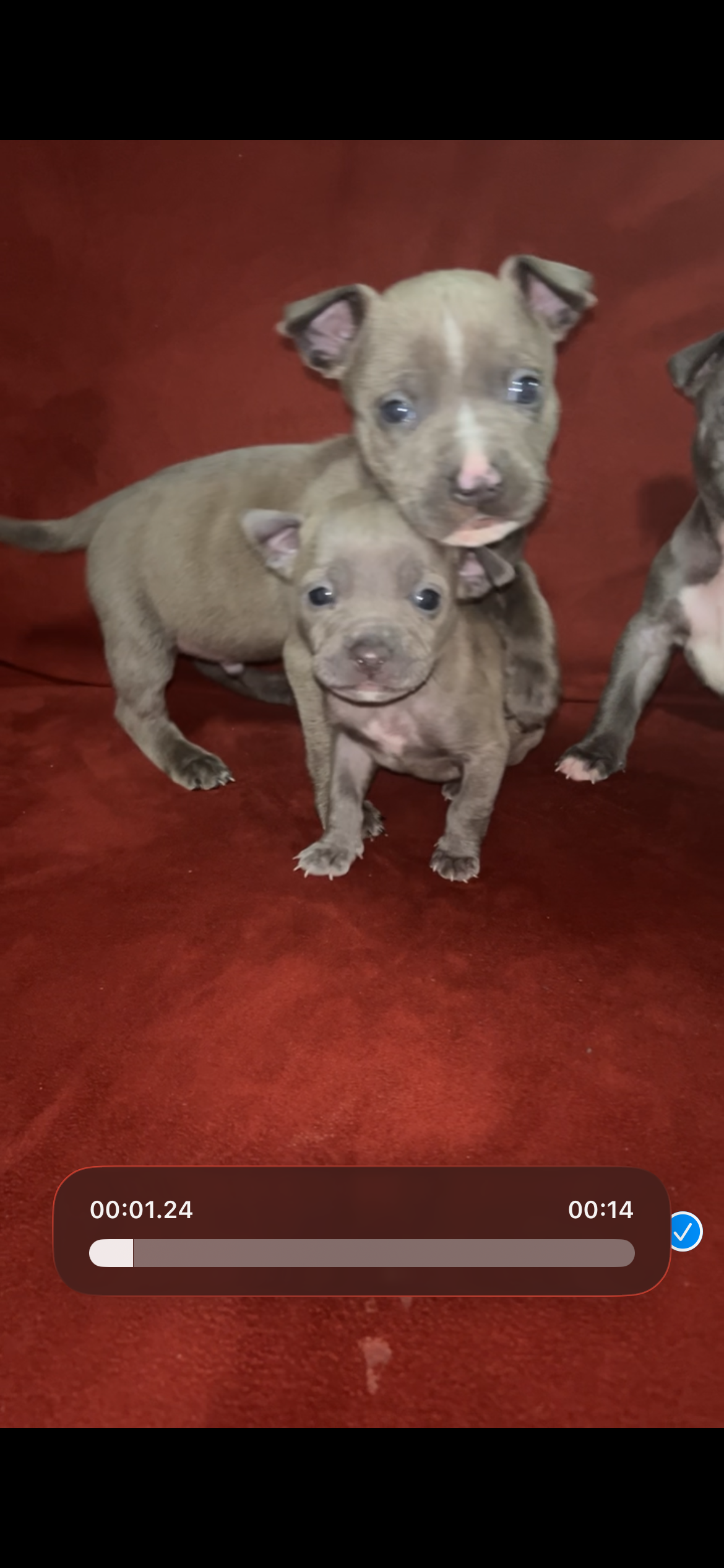 Puppy image 2