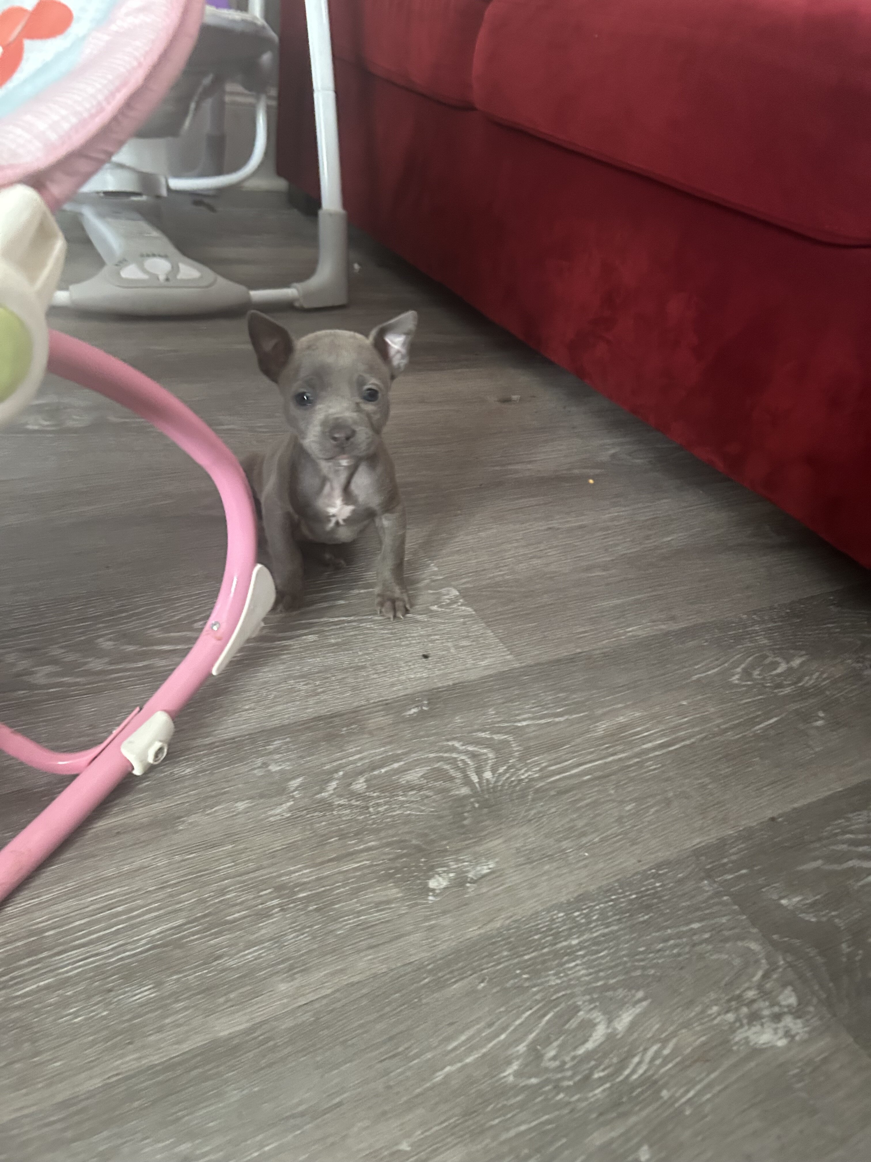 Puppy image 1