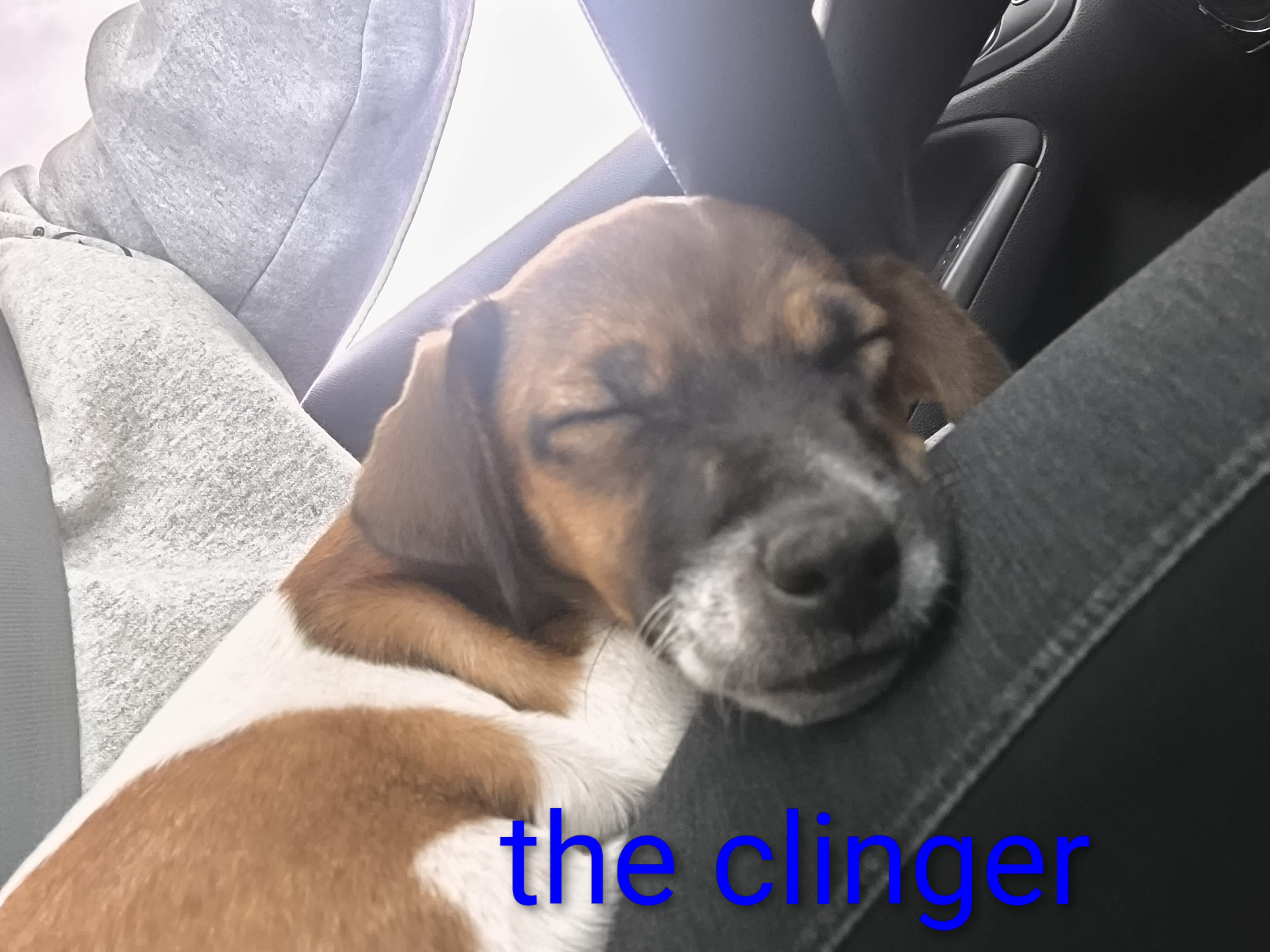 Jack Russell puppies image 1