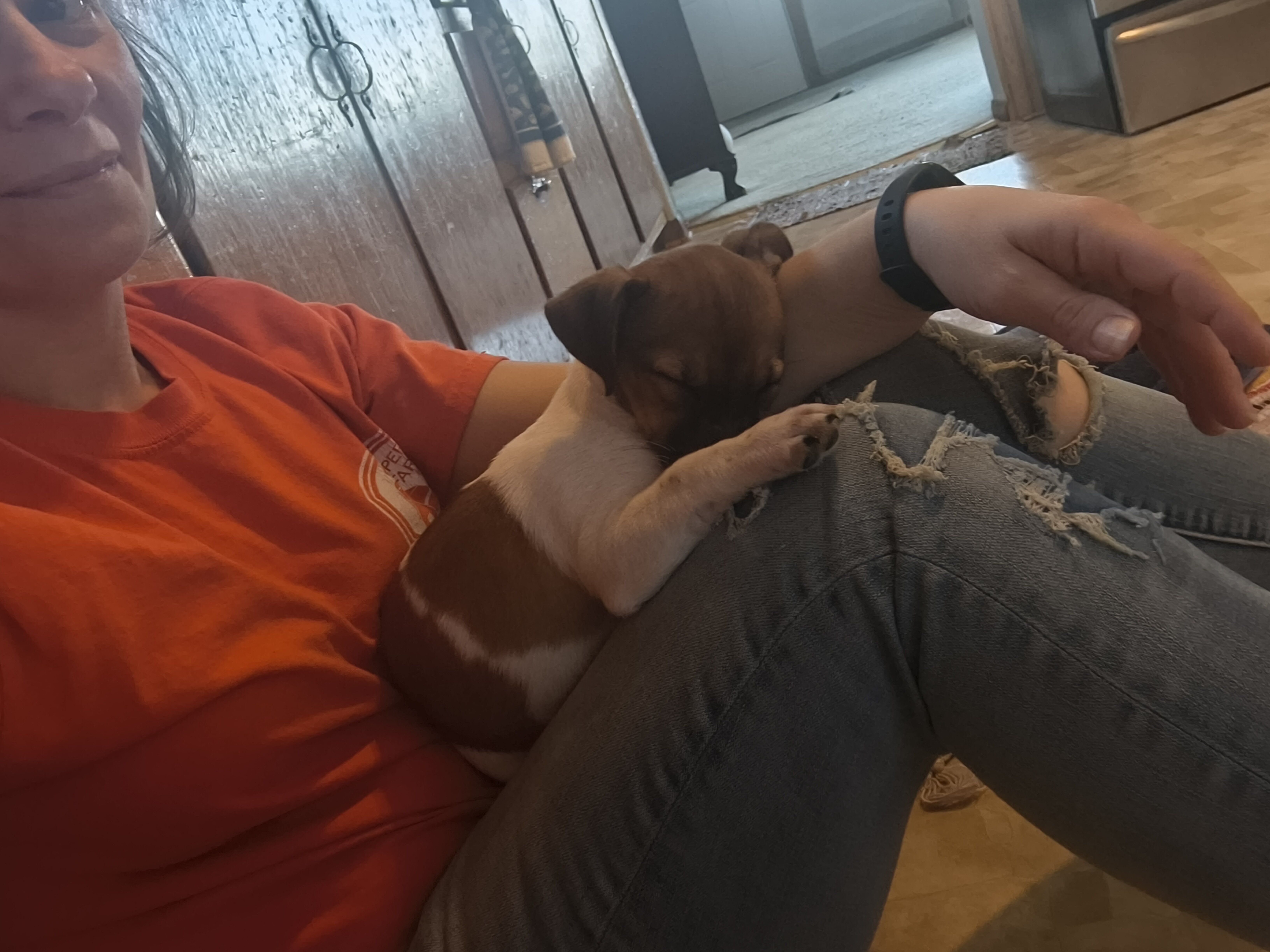 Jack Russell puppies image 3