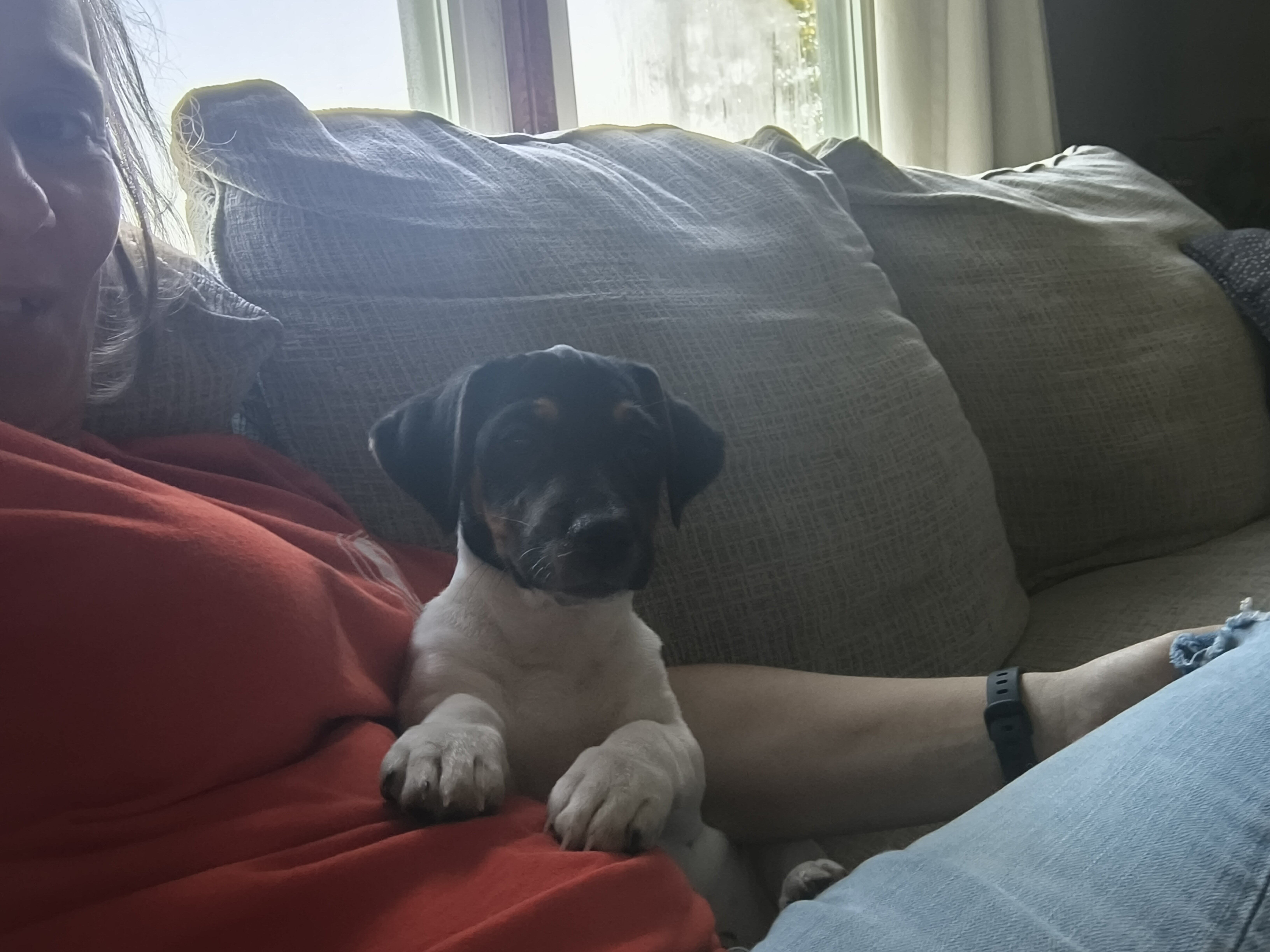 Jack Russell puppies image 4