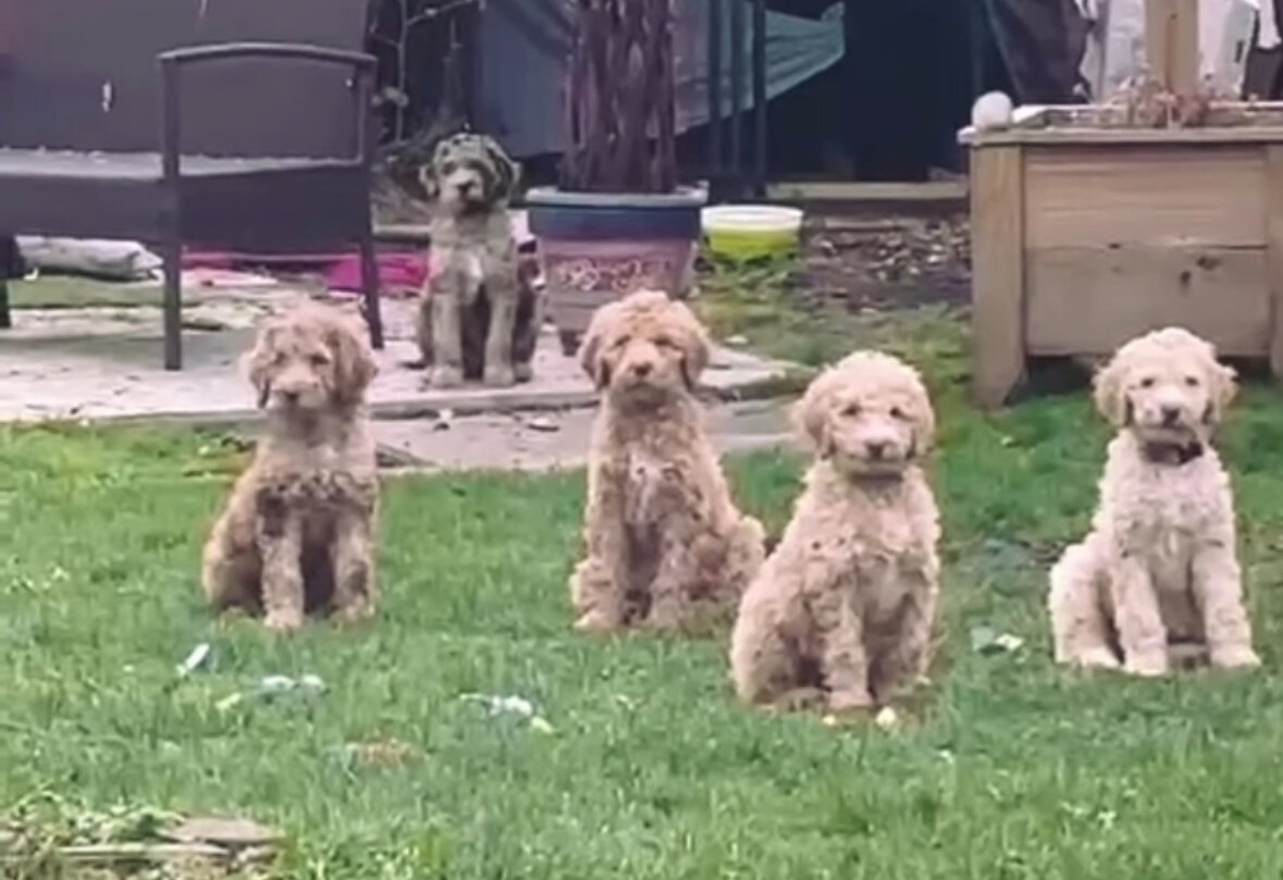 Standard poodles image 1