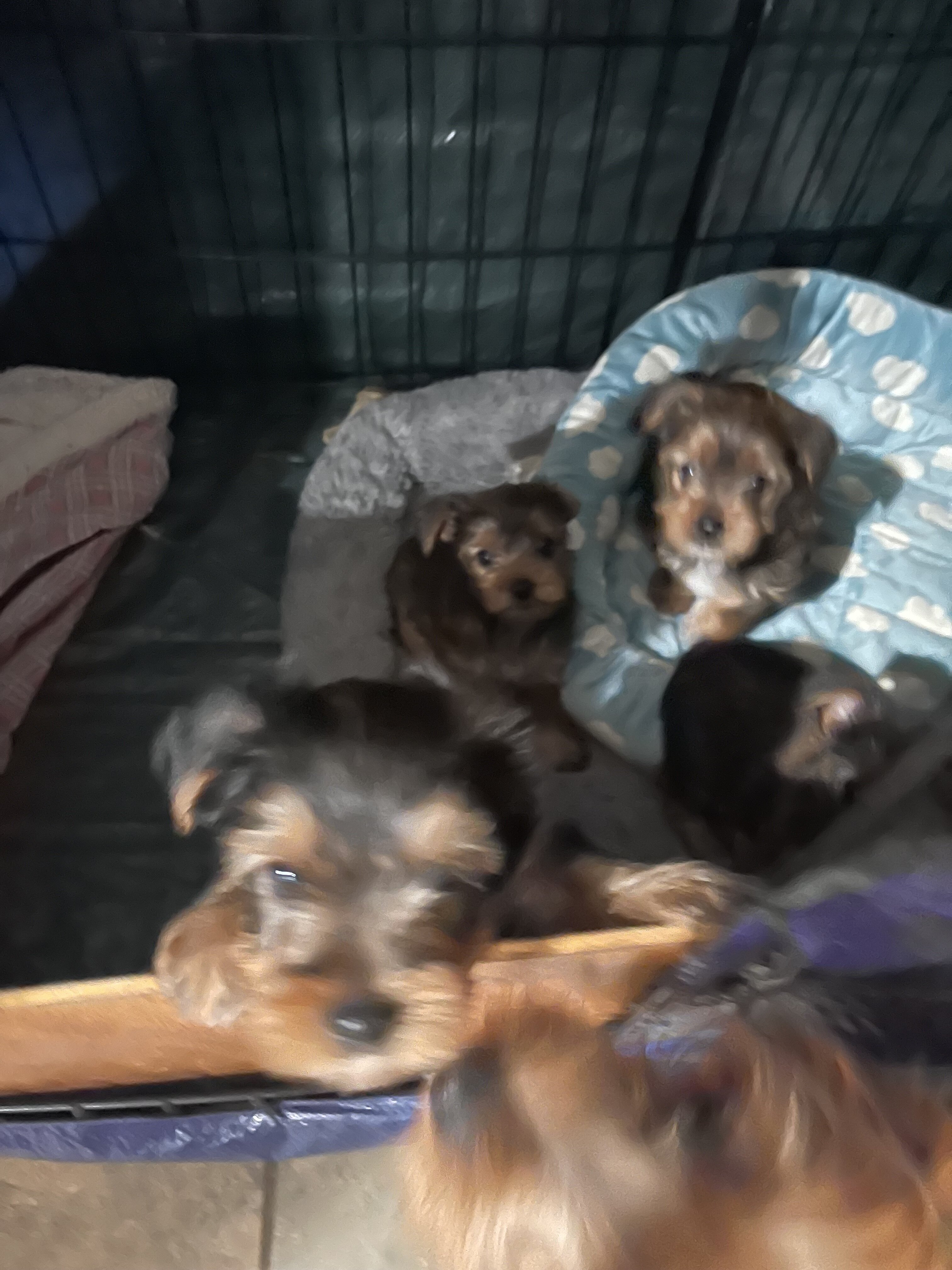 Akc Yorkshire puppies image 9
