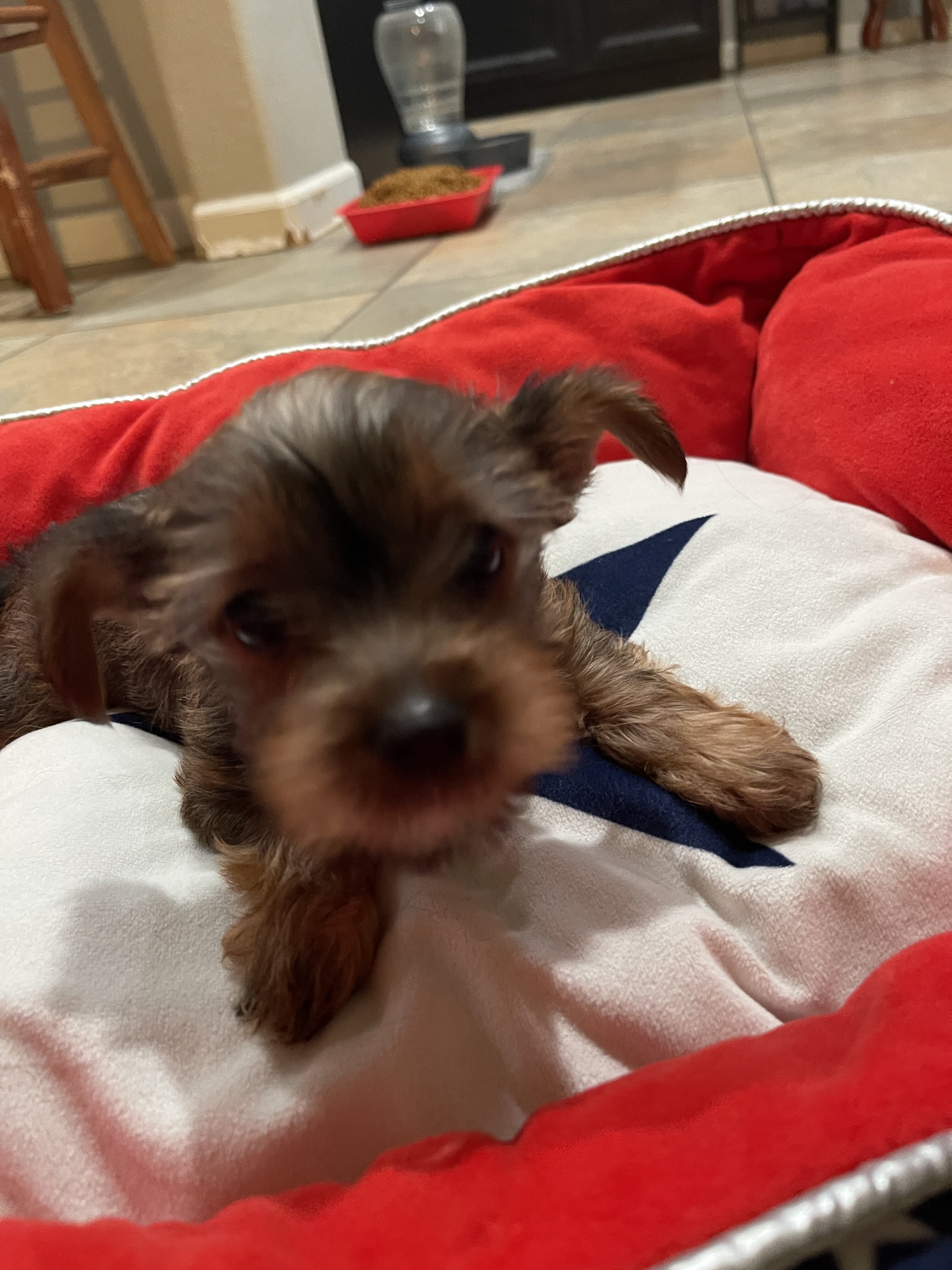 Akc Yorkshire puppies image 8