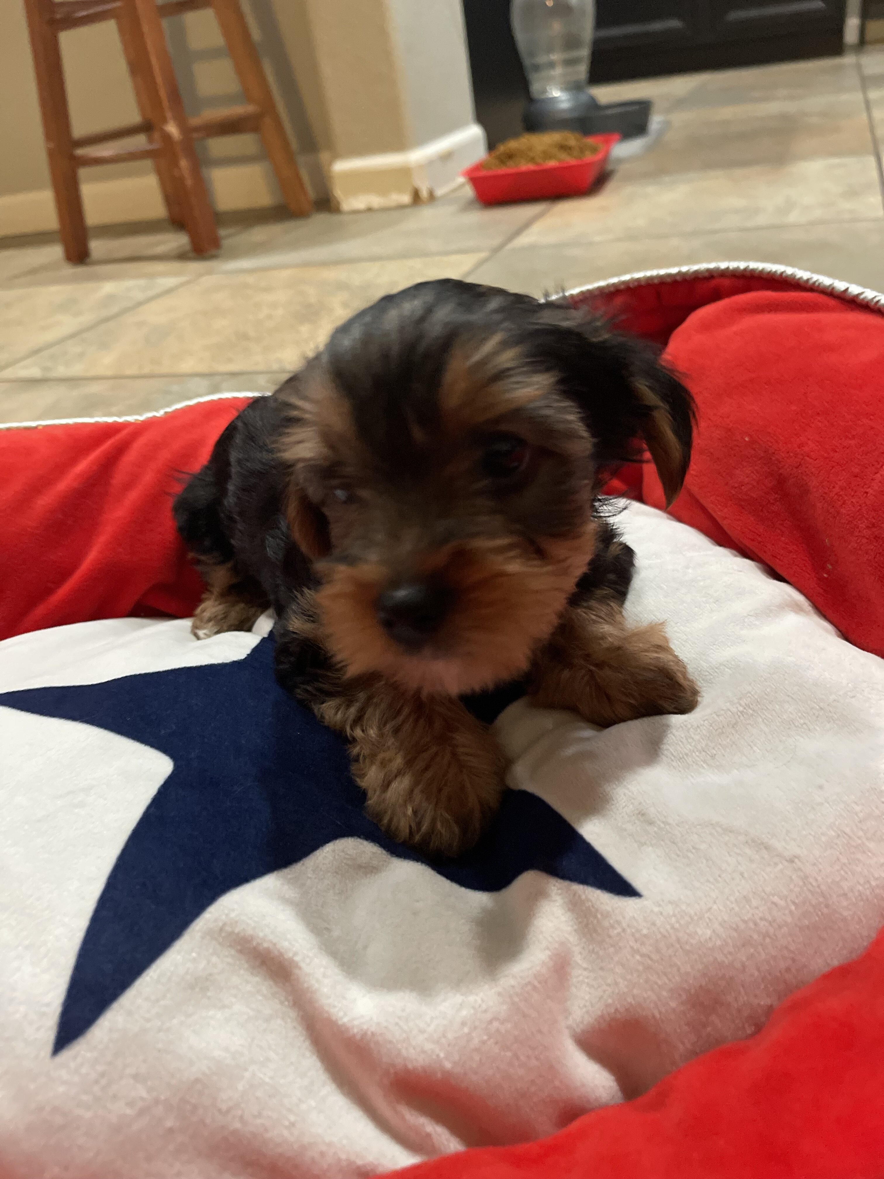 Akc Yorkshire puppies image 7