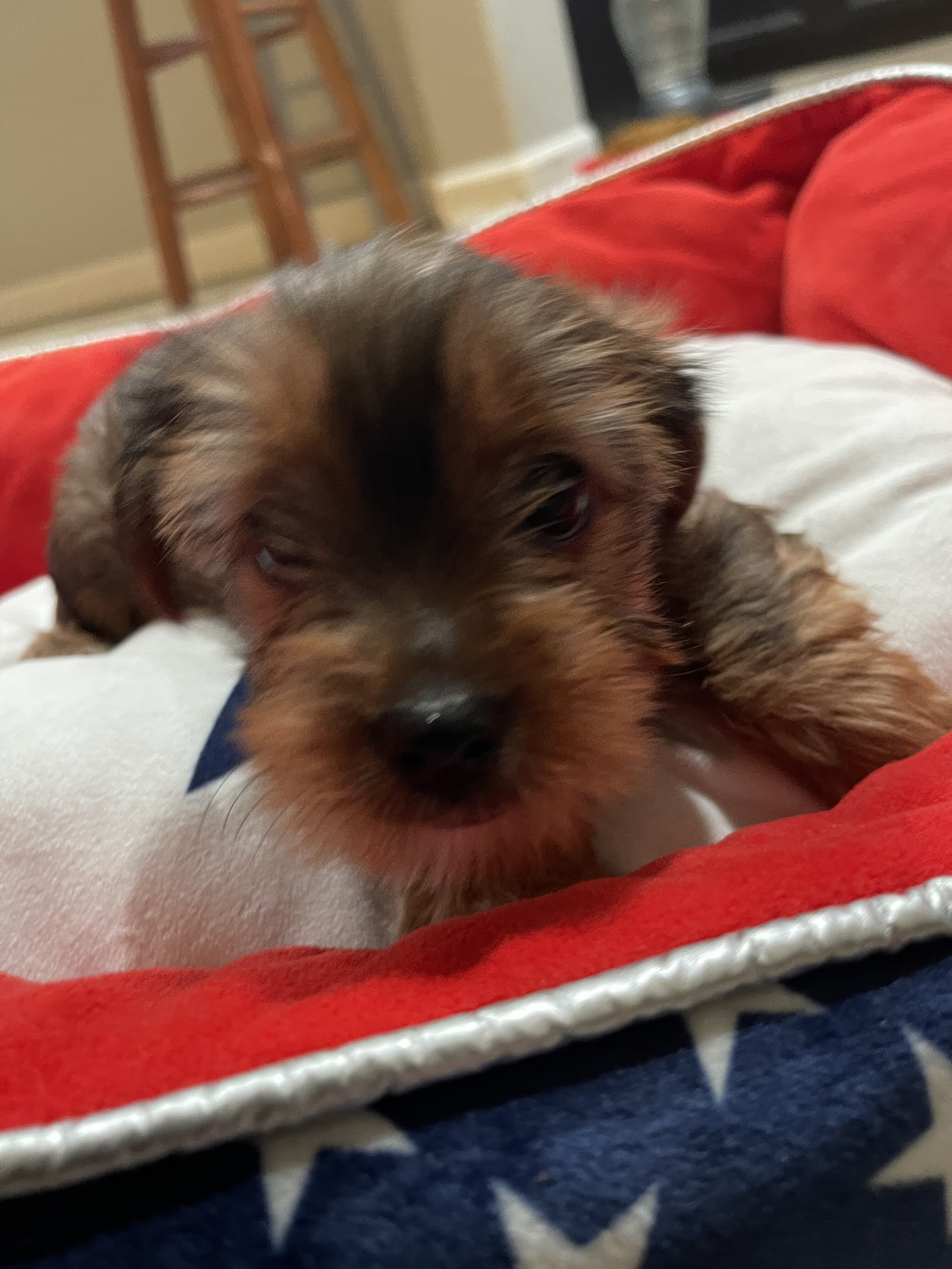 Akc Yorkshire puppies image 6