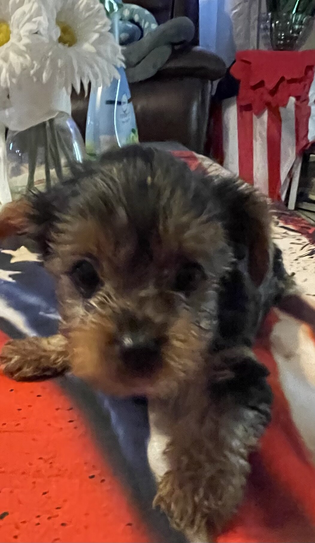 Akc Yorkshire puppies image 3
