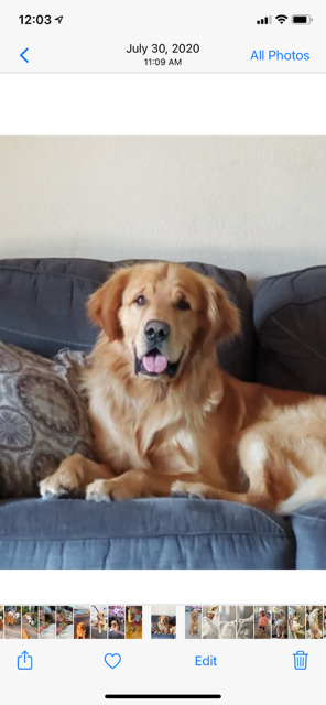 AKC Golden Retriever Puppies Ready  7/2026 image 2