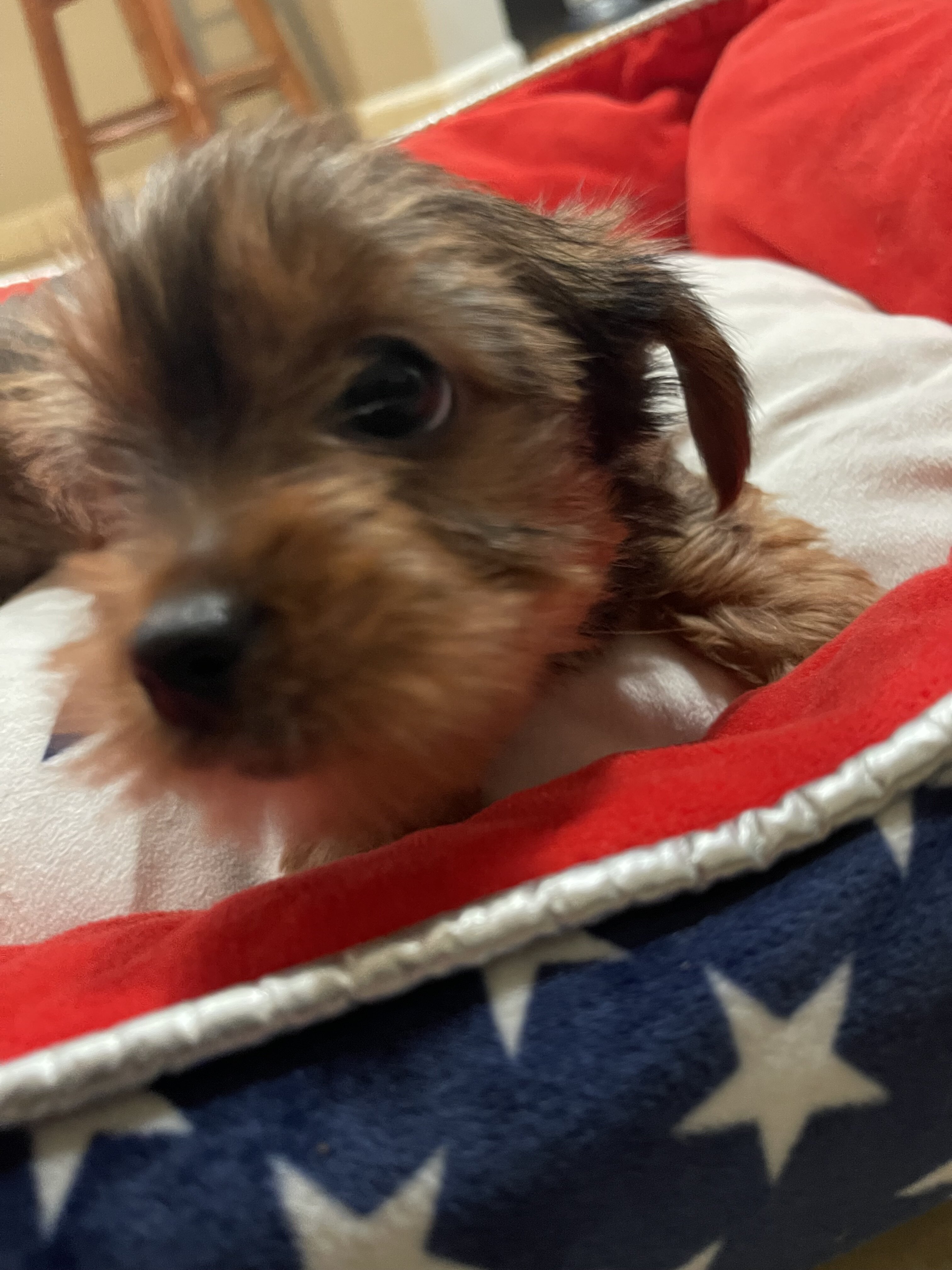 AKC Yorkshire terriers image 8
