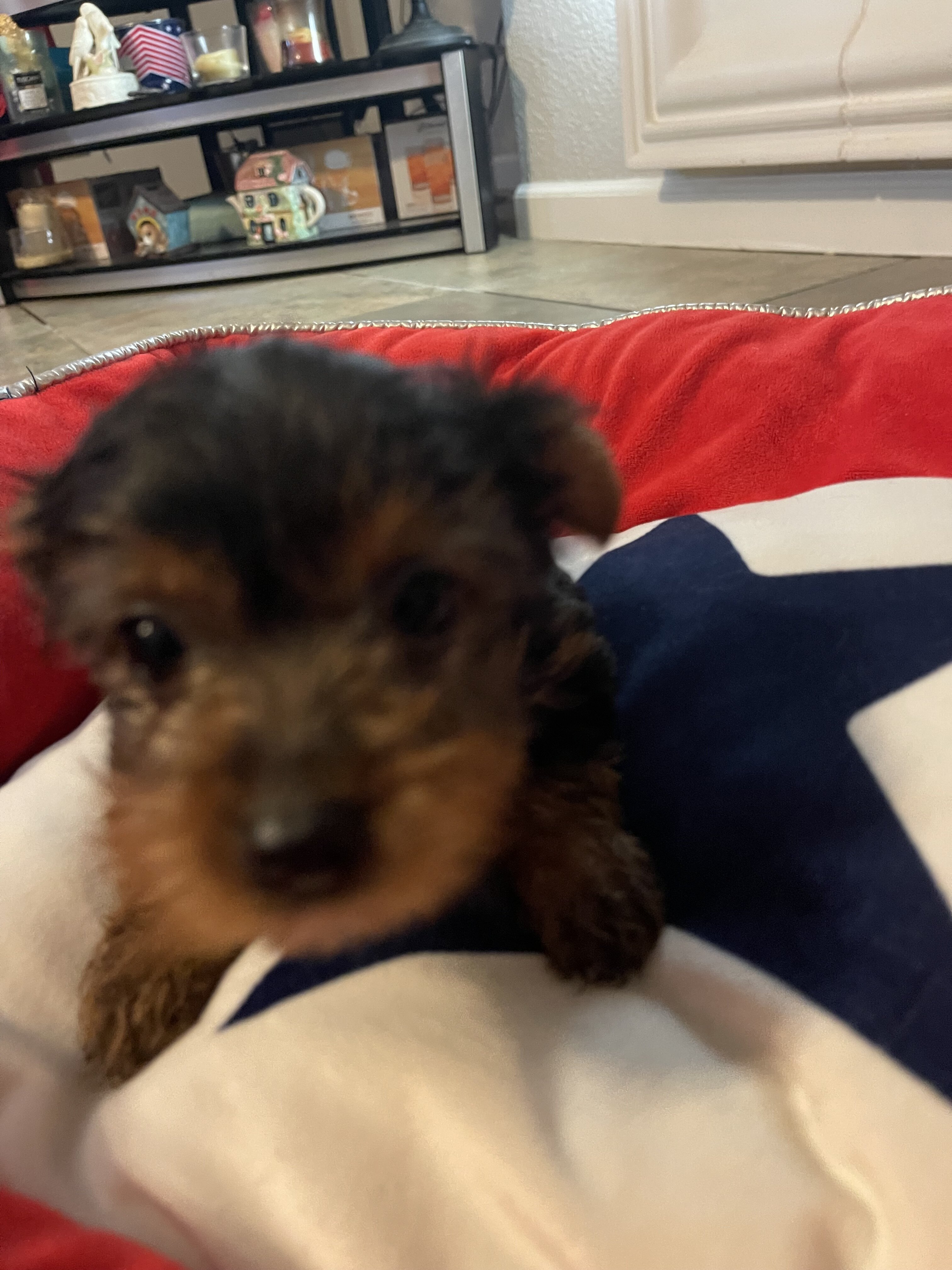 AKC Yorkshire terriers image 7