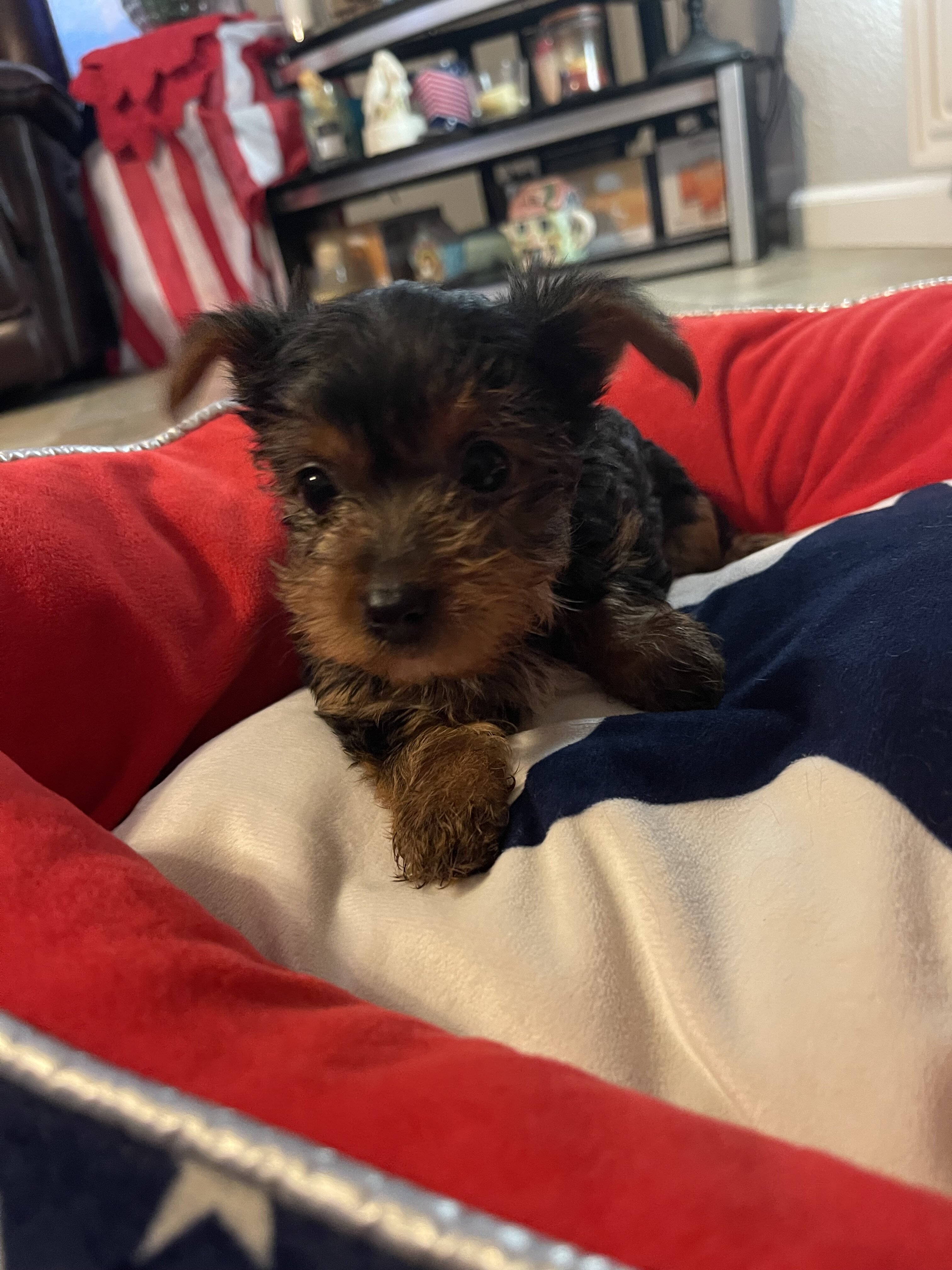 AKC Yorkshire terriers image 6