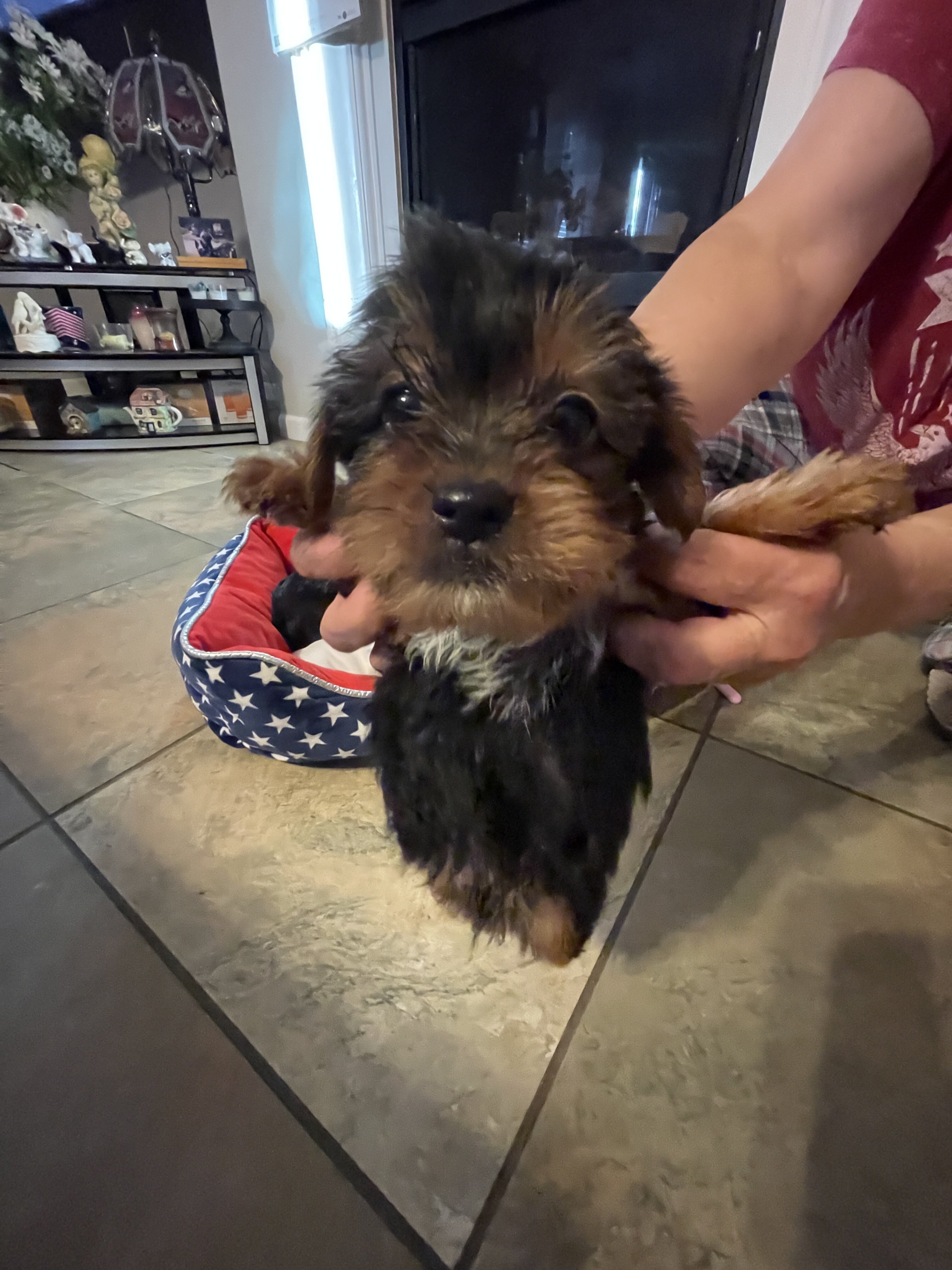 AKC Yorkshire terriers image 5