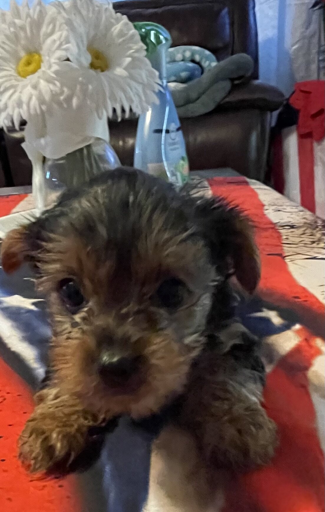 AKC Yorkshire terriers image 4