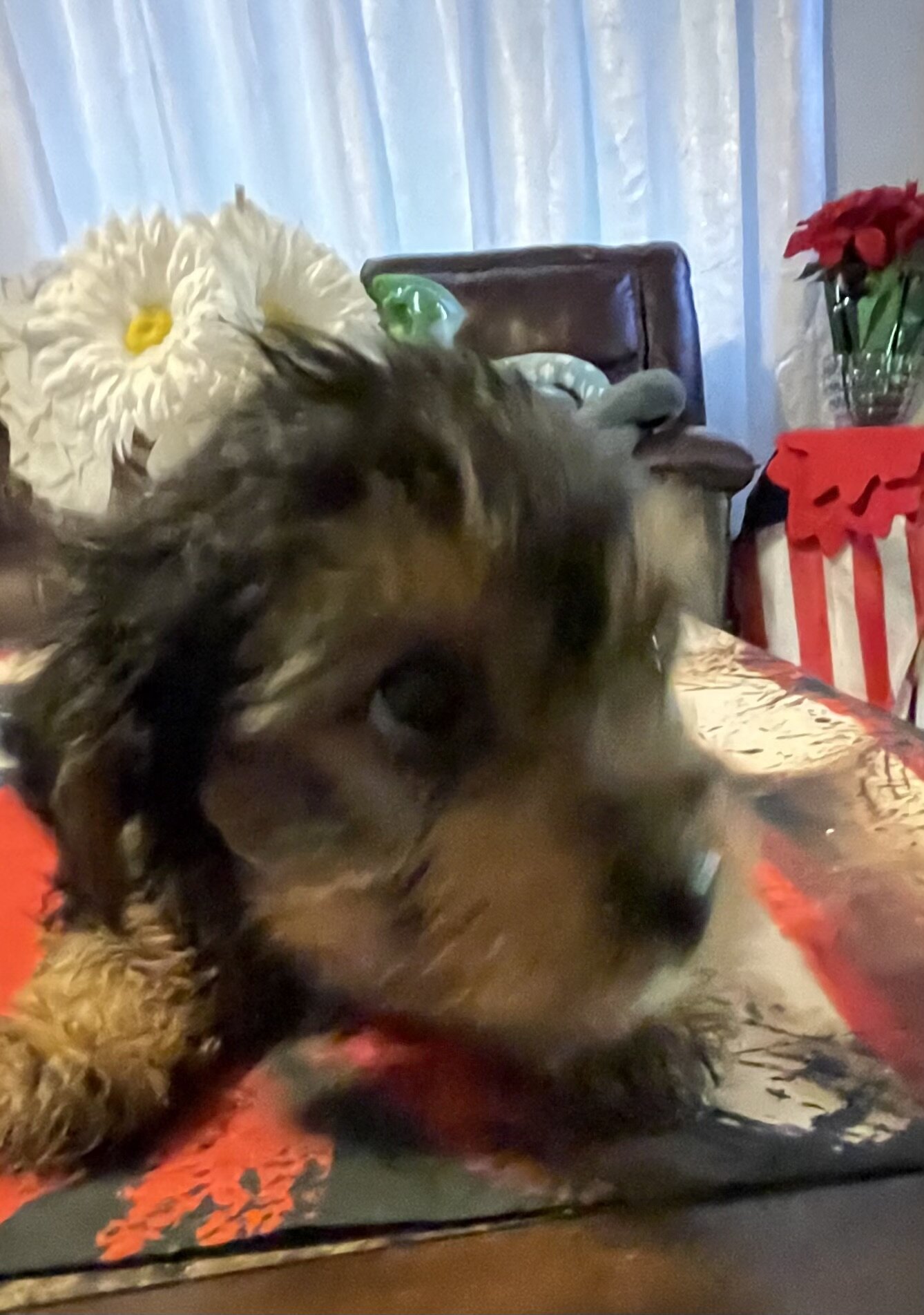 AKC Yorkshire terriers image 3