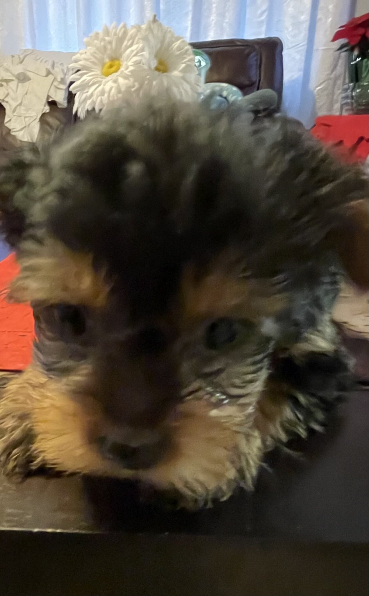 AKC Yorkshire terriers image 2