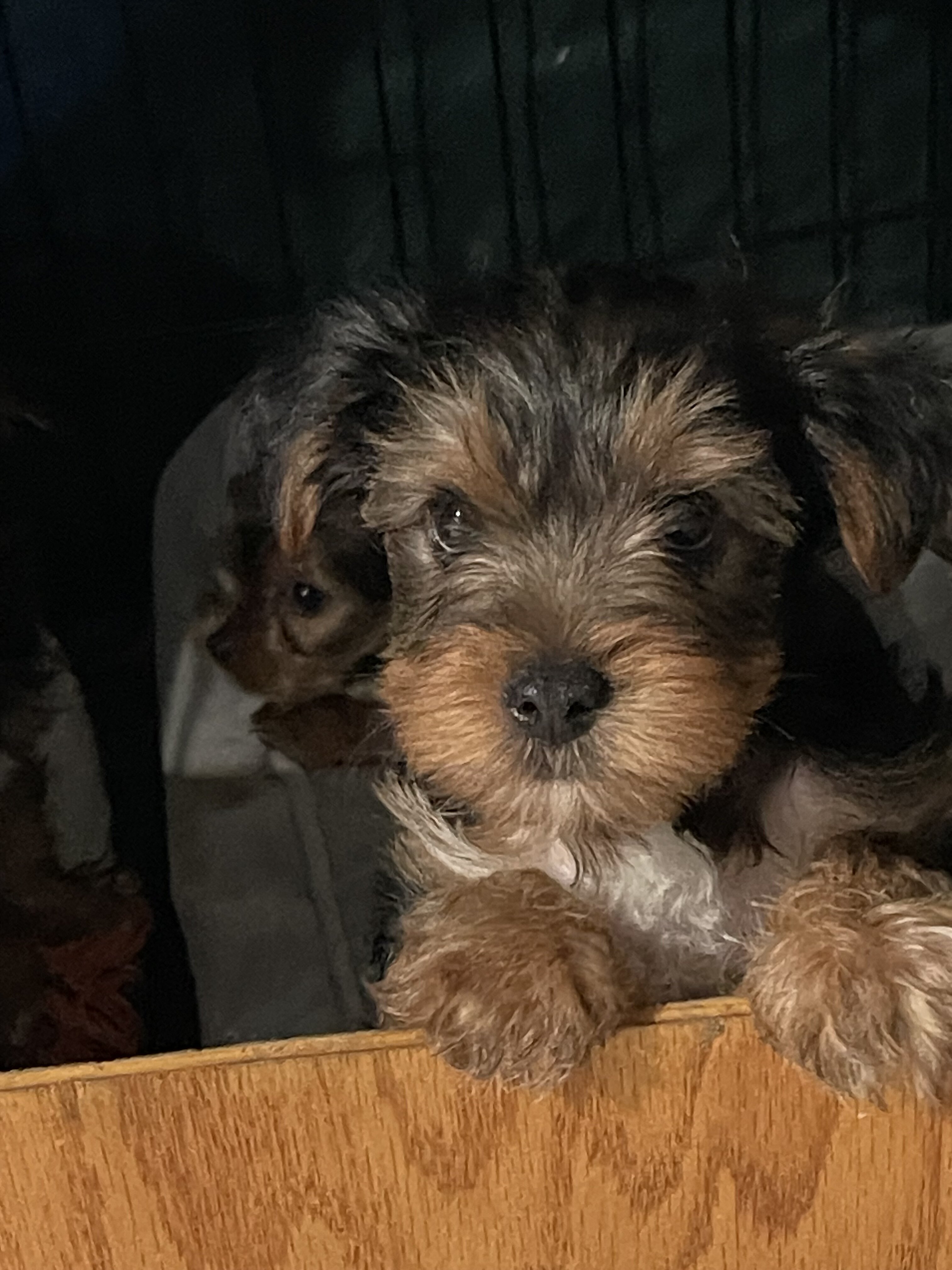 AKC Yorkshire terriers image 1