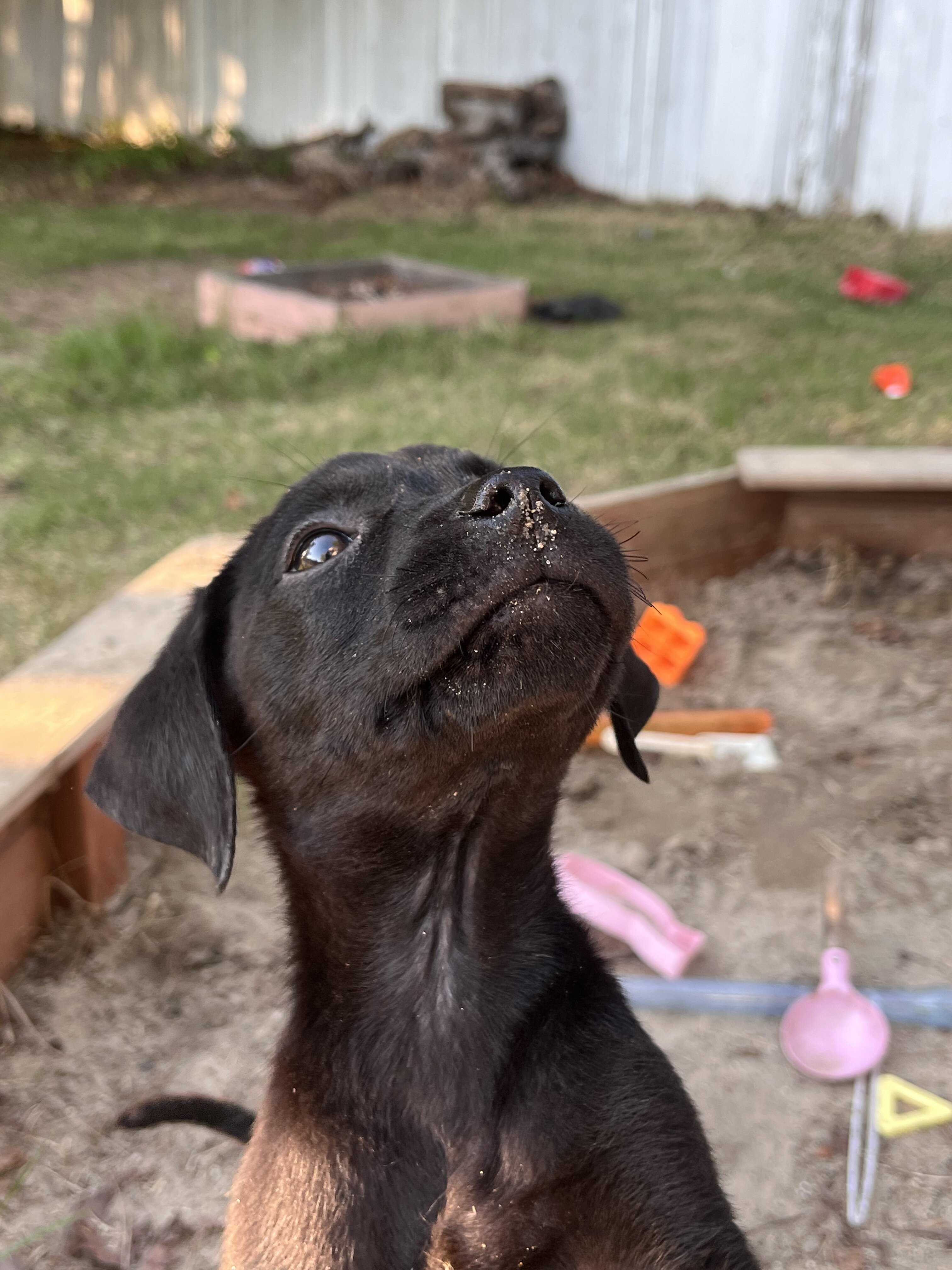 Puppies image 1