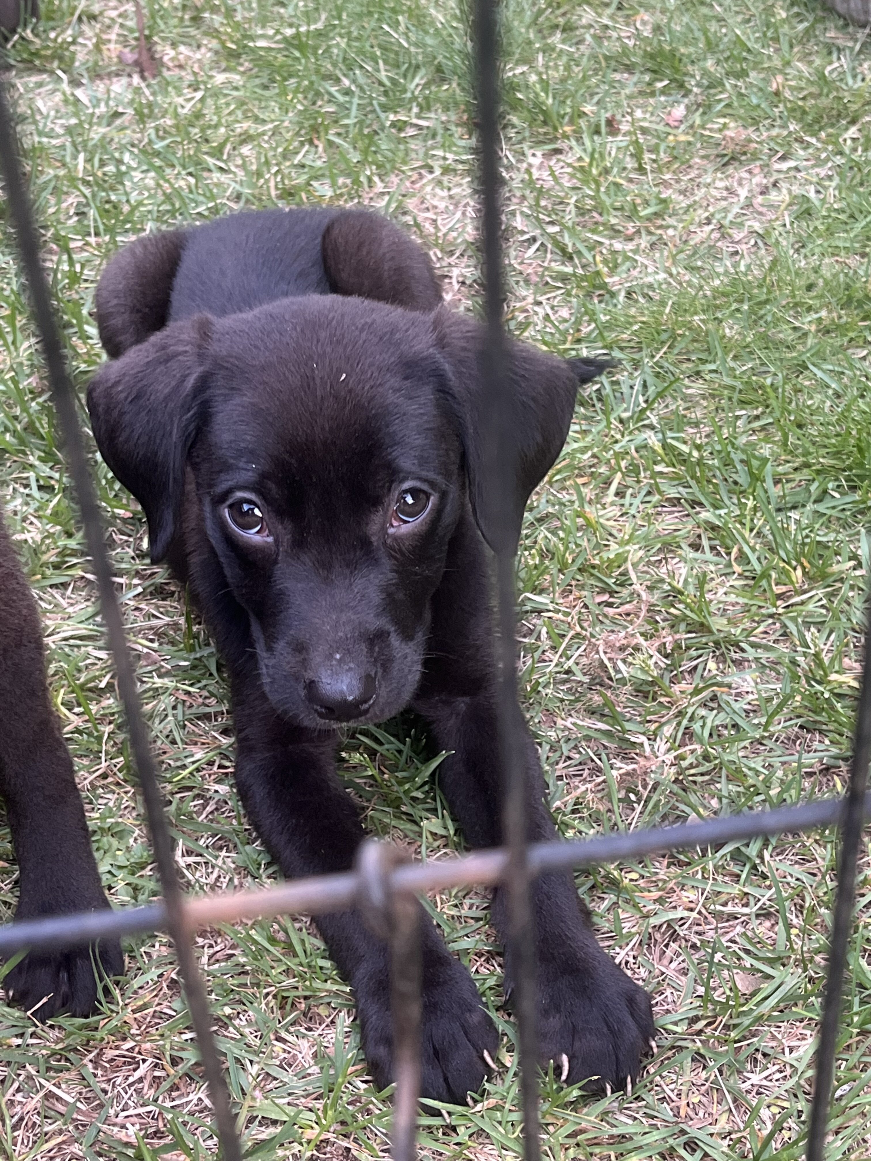 Puppies image 2