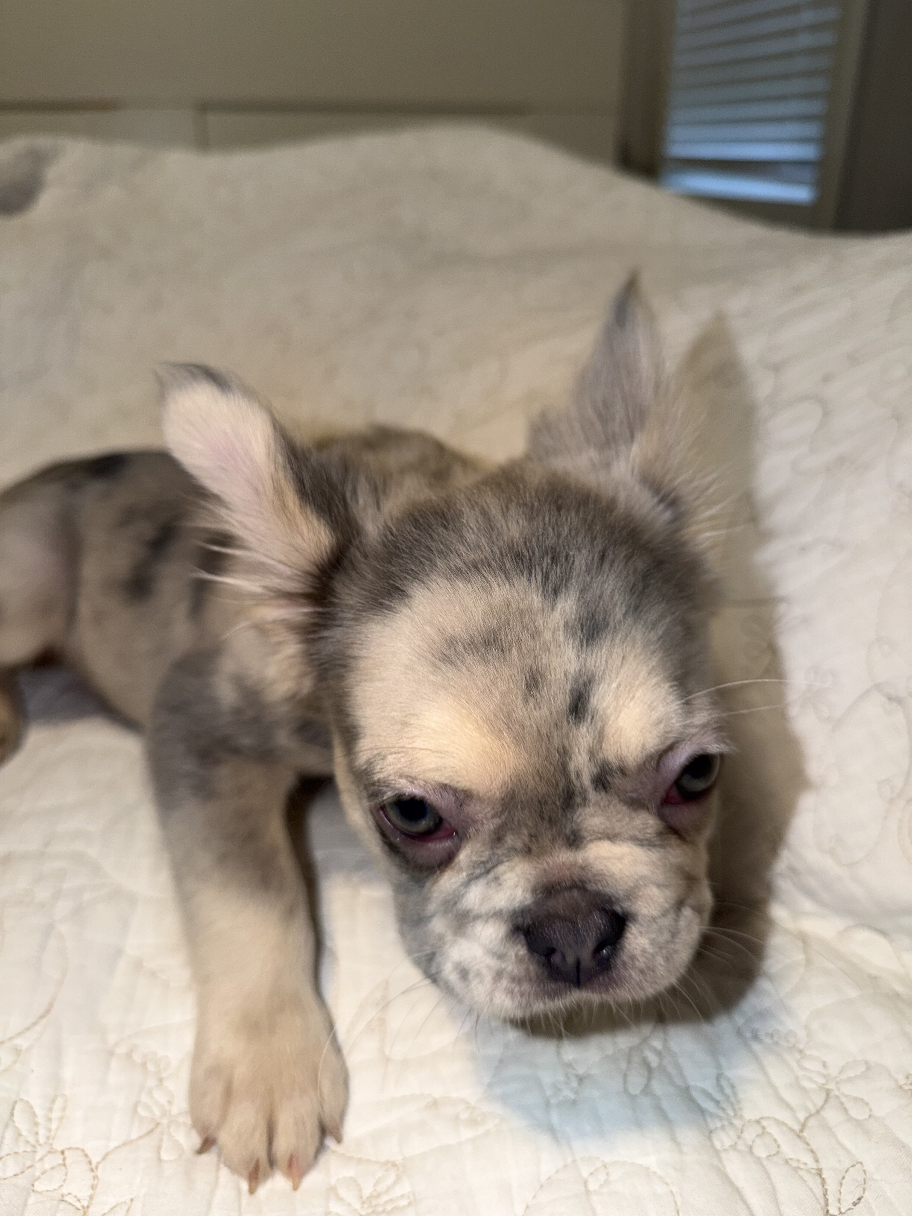 Merle Frenchie Puppy image 3