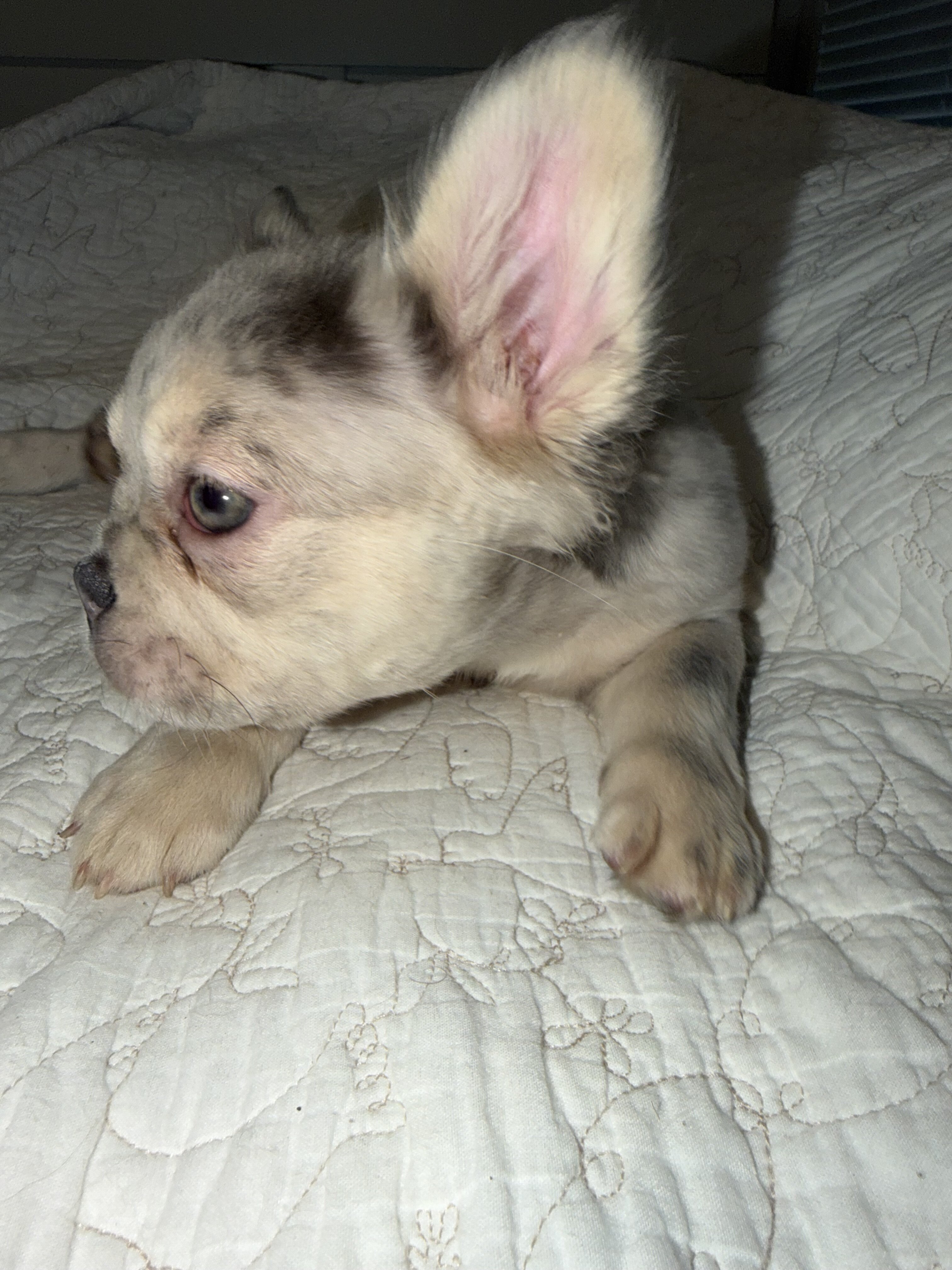 Merle Frenchie Puppy image 5