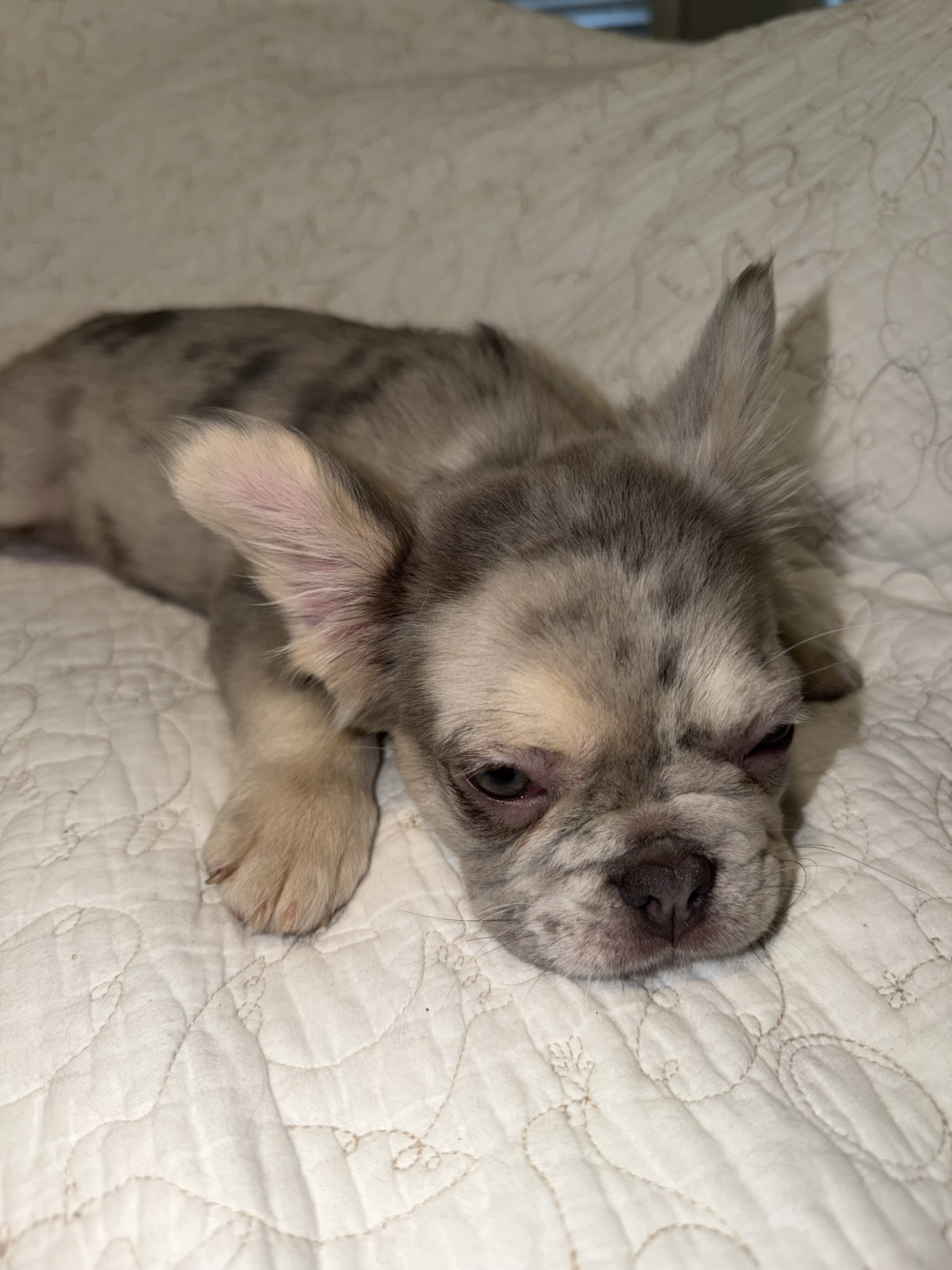 Merle Frenchie Puppy image 7