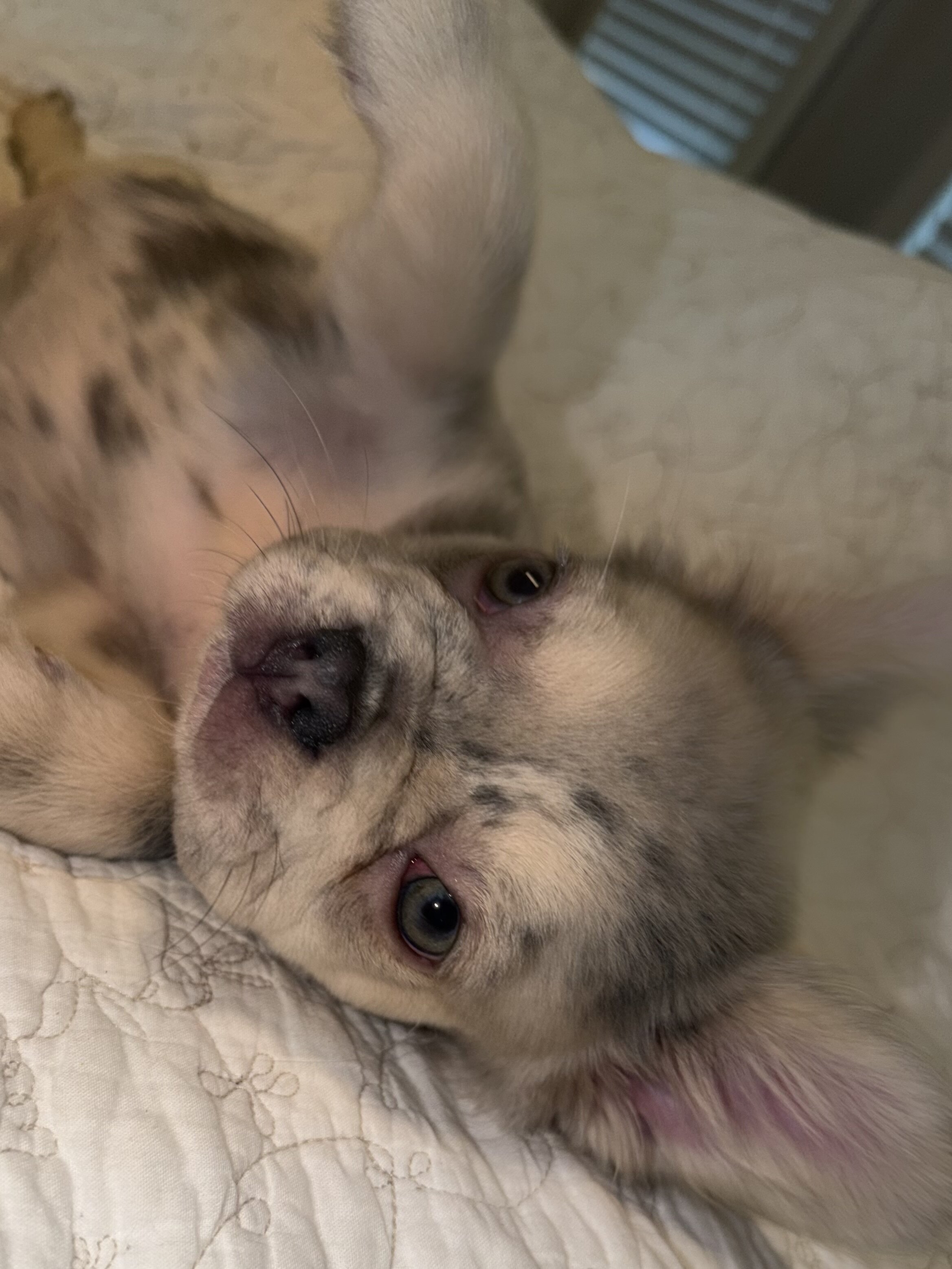 Merle Frenchie Puppy image 6