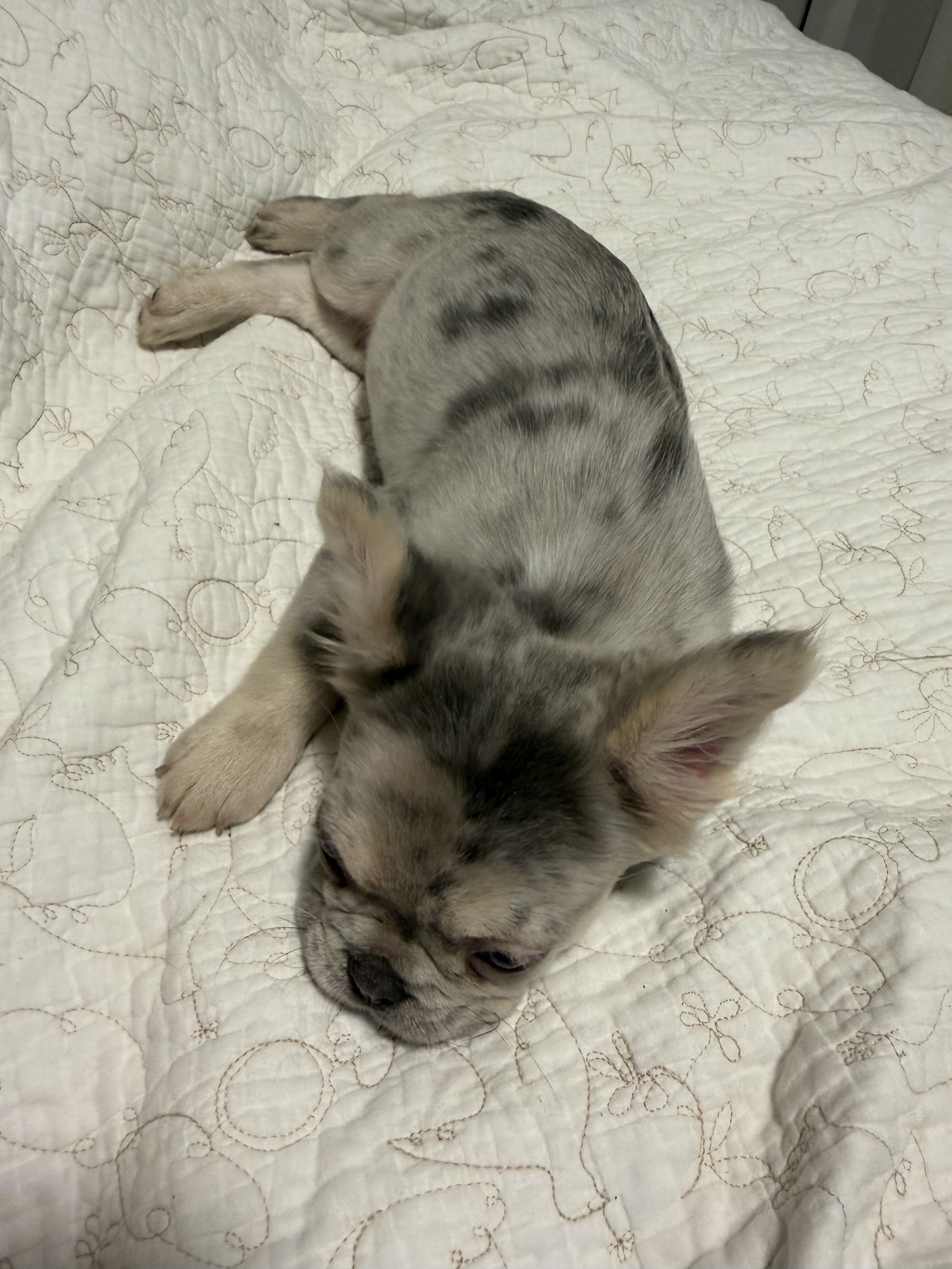Merle Frenchie Puppy image 2