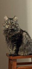 6 Year Old Lovable and Beautiful Cat image 1