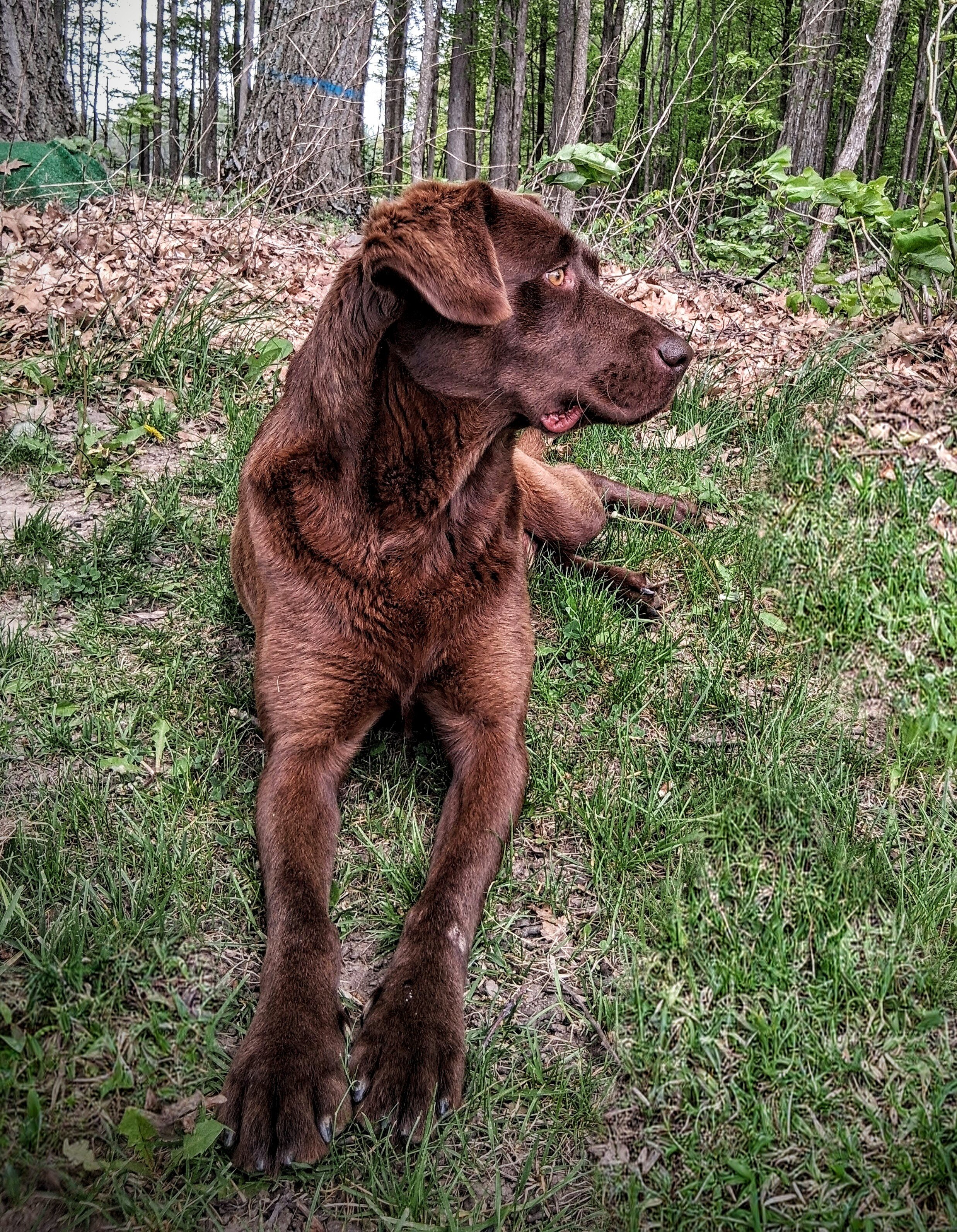 Chocolate Lab cross image 1